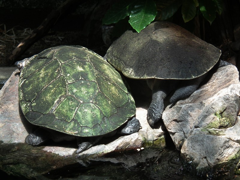 Zoo Landau Madagaskar Schienen-Schildkröte