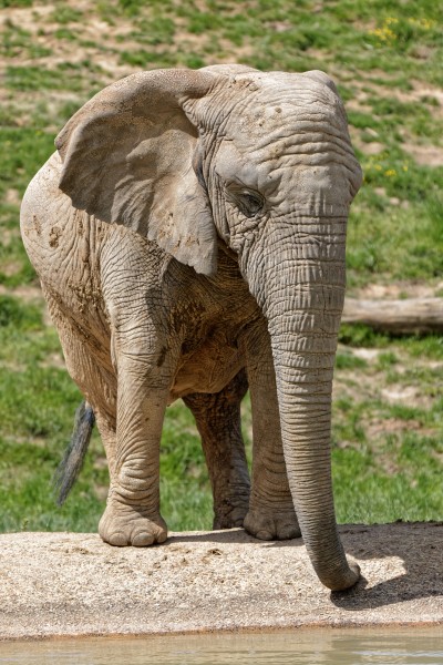 Zooparc de Beauval - Éléphant d'Afrique - 2016 - 006