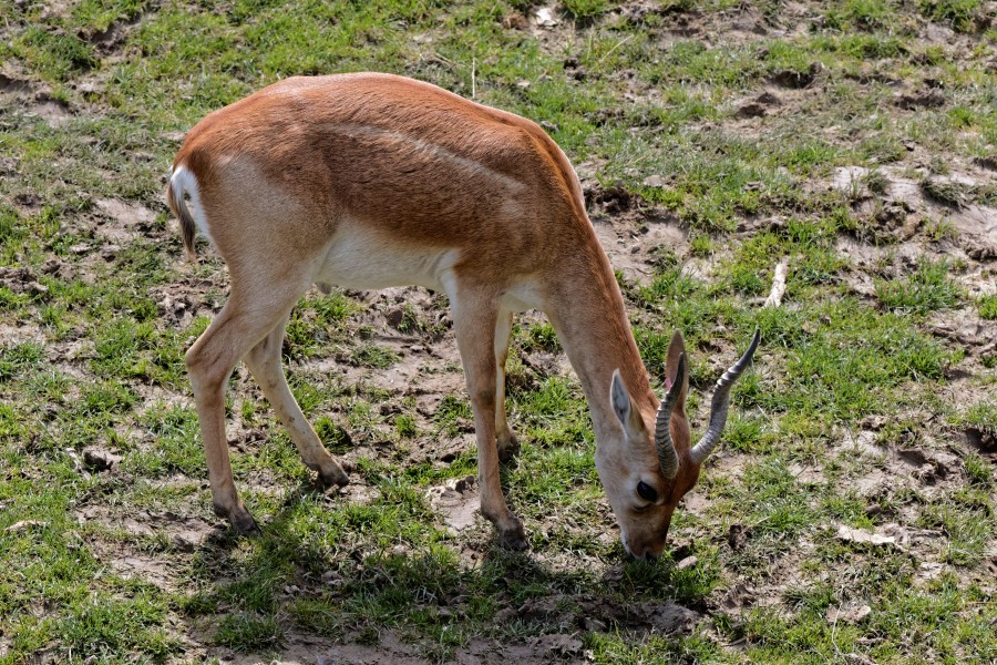 Zooparc de Beauval - Antilope asiatique - 2016 - 001