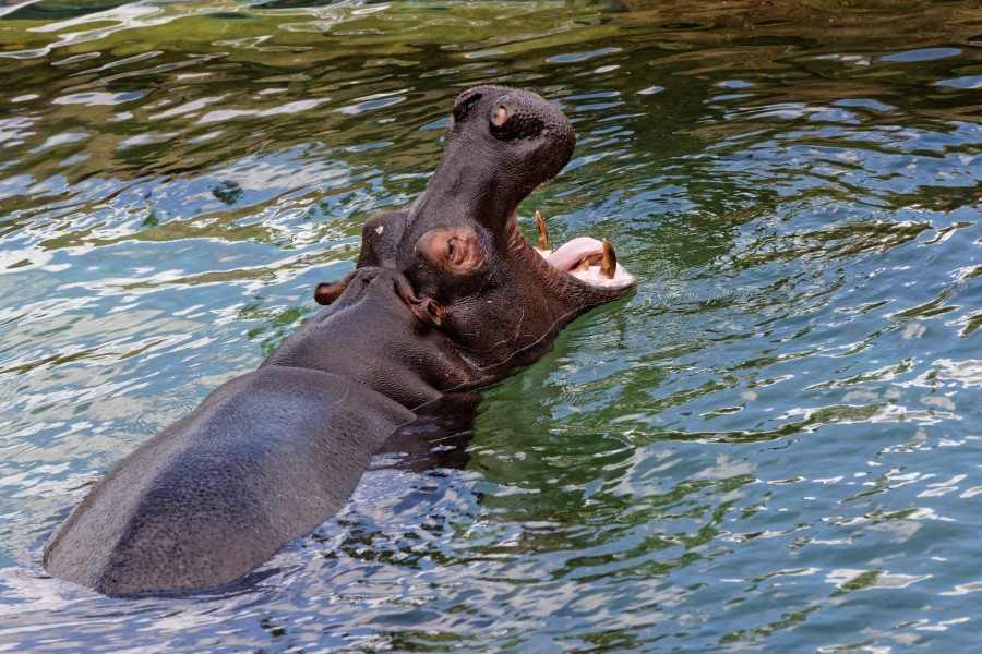 Zooparc de Beauval - hippopotame - 2016 - 007