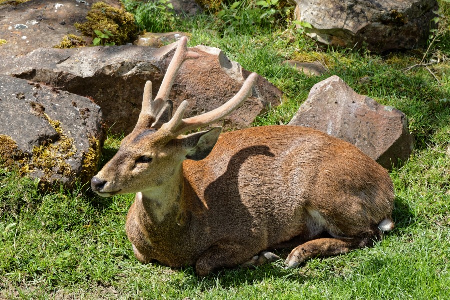 Zooparc de Beauval - Muntjac de Reeve - 2016 - 003