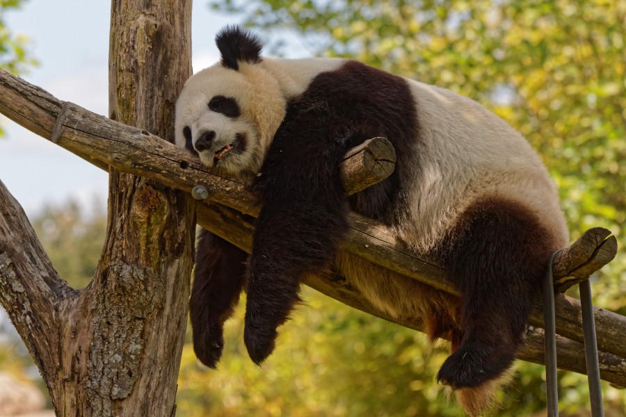 Zooparc de Beauval - Panda - 2016 - 012