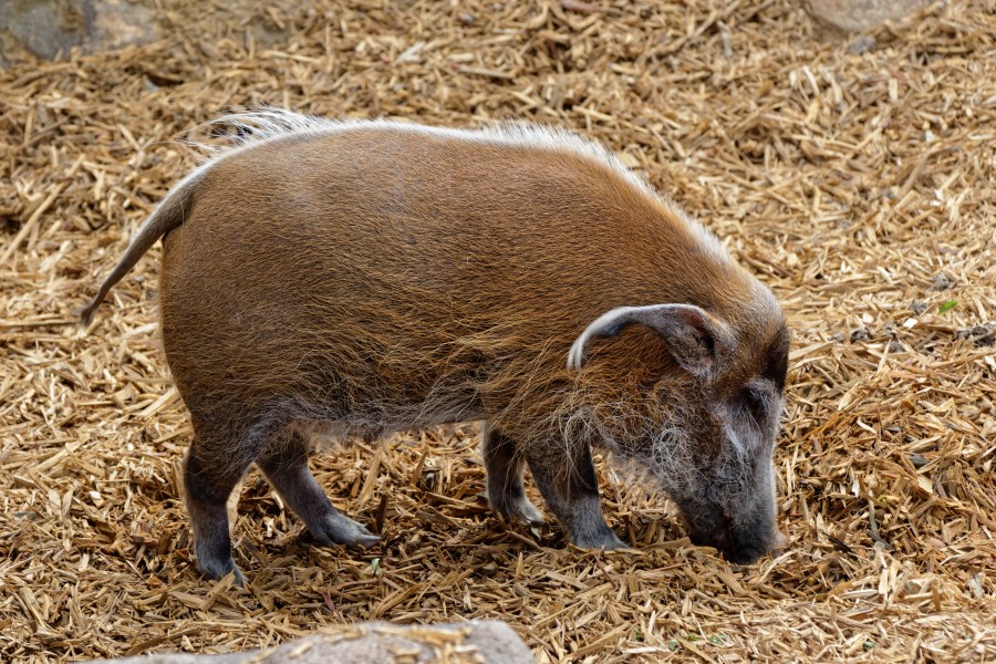 Zooparc de Beauval - Potamochère roux - 2016 - 001