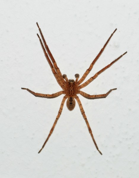 Zoropsis December 2011-1