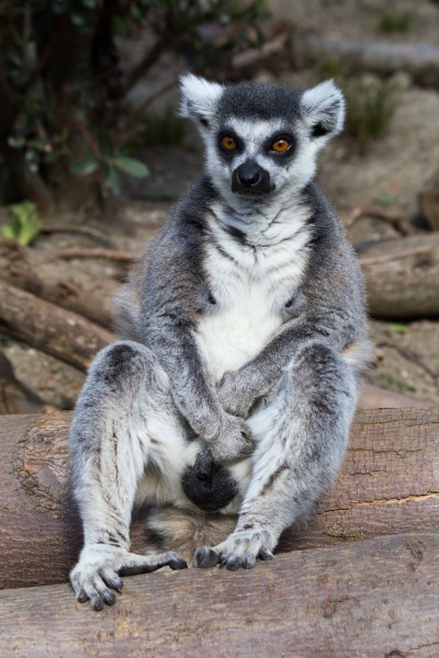 ZSL London - Ring-tailed lemur (01)