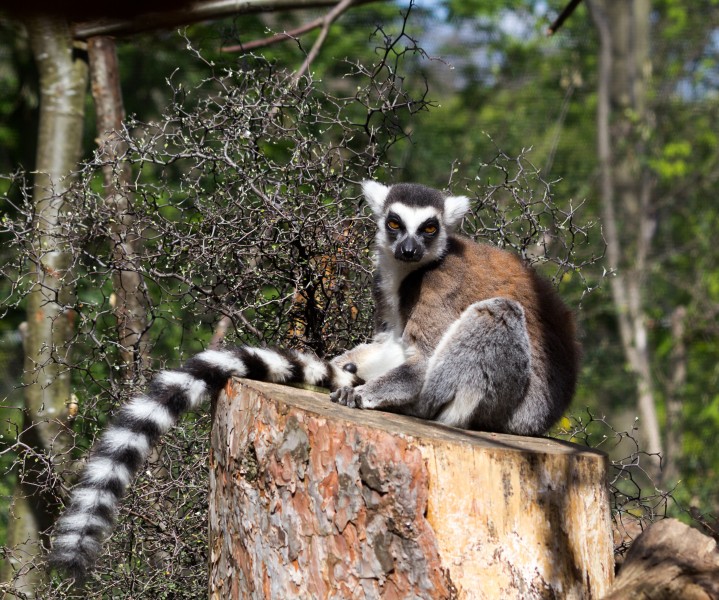 ZSL London - Ring-tailed lemur (02)