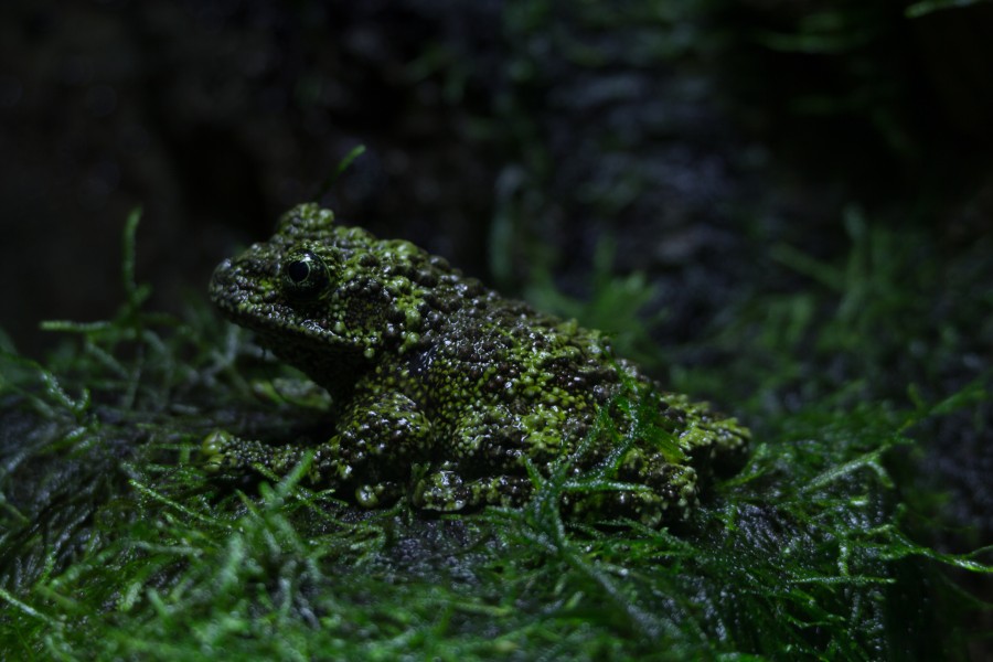 ZSL London - Vietnamese mossy frog (01)