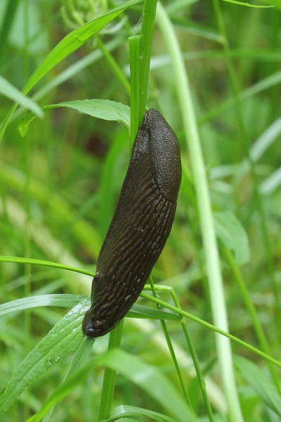 Zwarte naaktslak (Arion ater) Hortus Haren