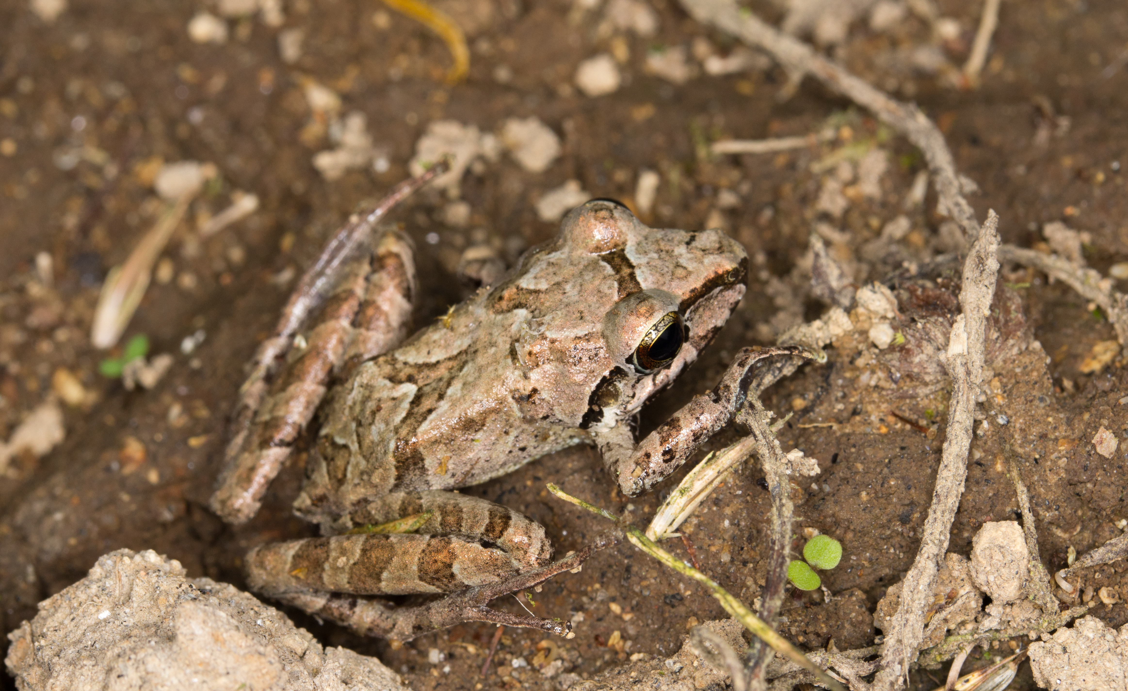 Pristimantis achatinus (15171679475)