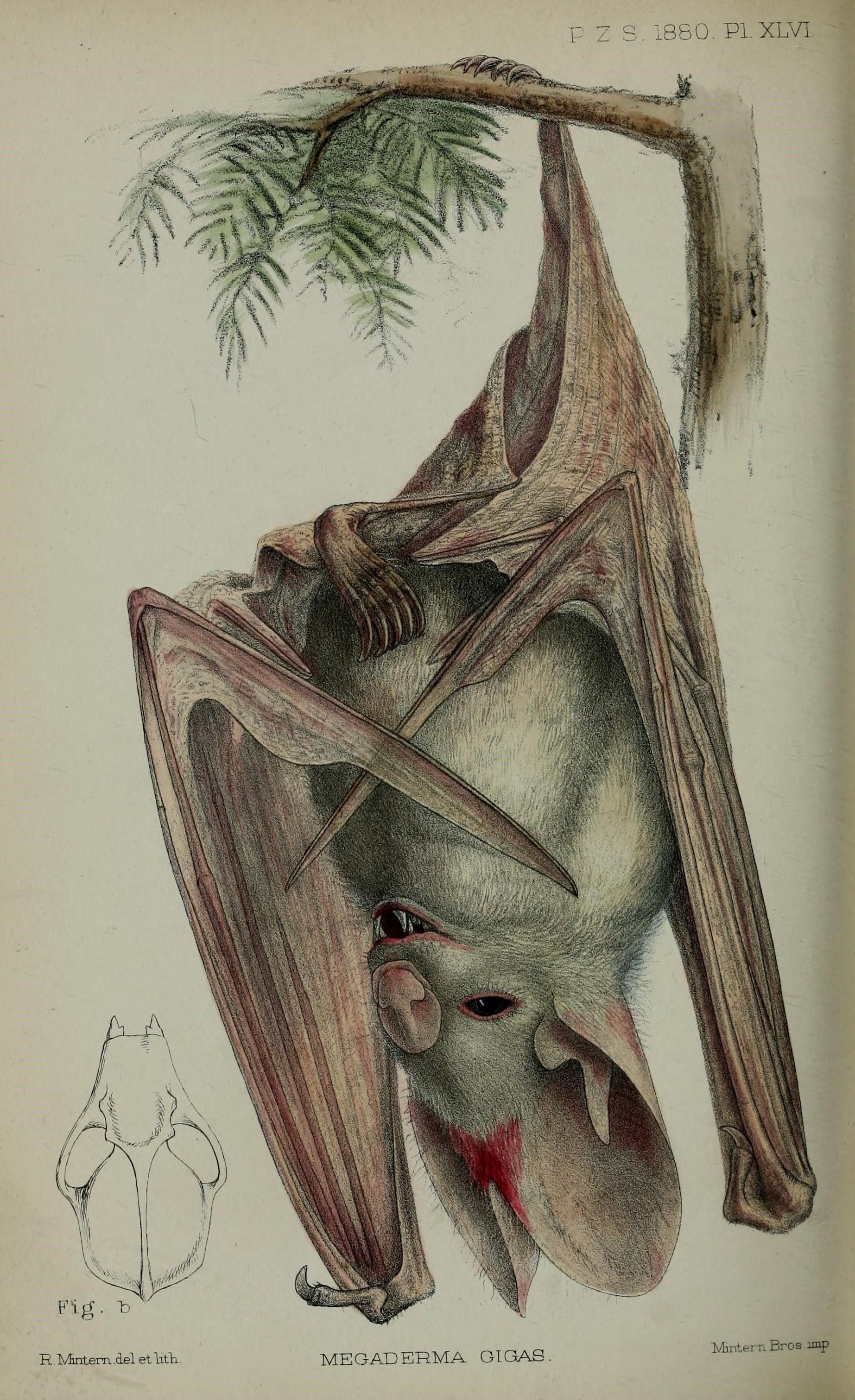 Proceedings of the Zoological Society of London (9515565801)