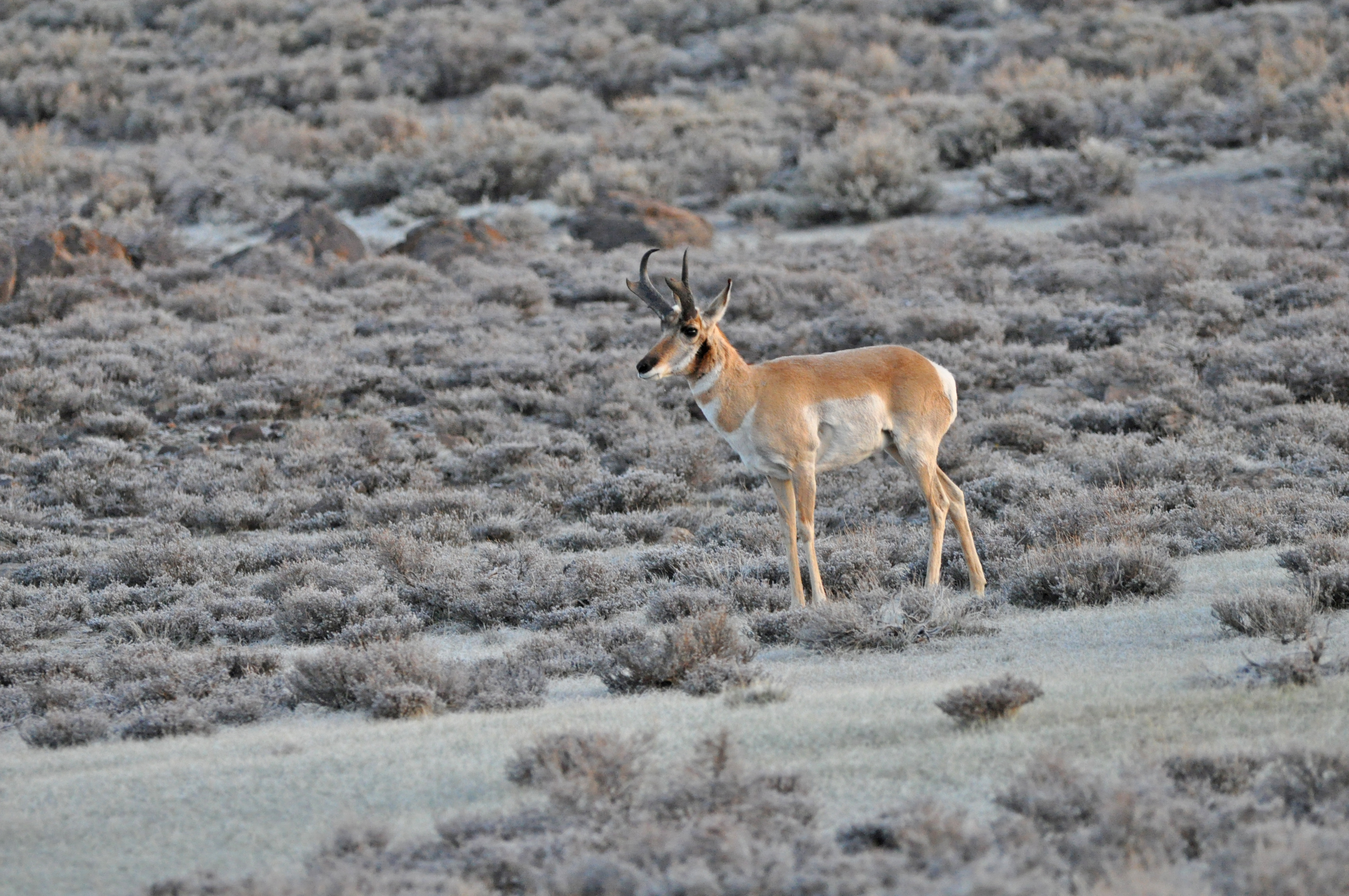 Pronghorn (8694970815)