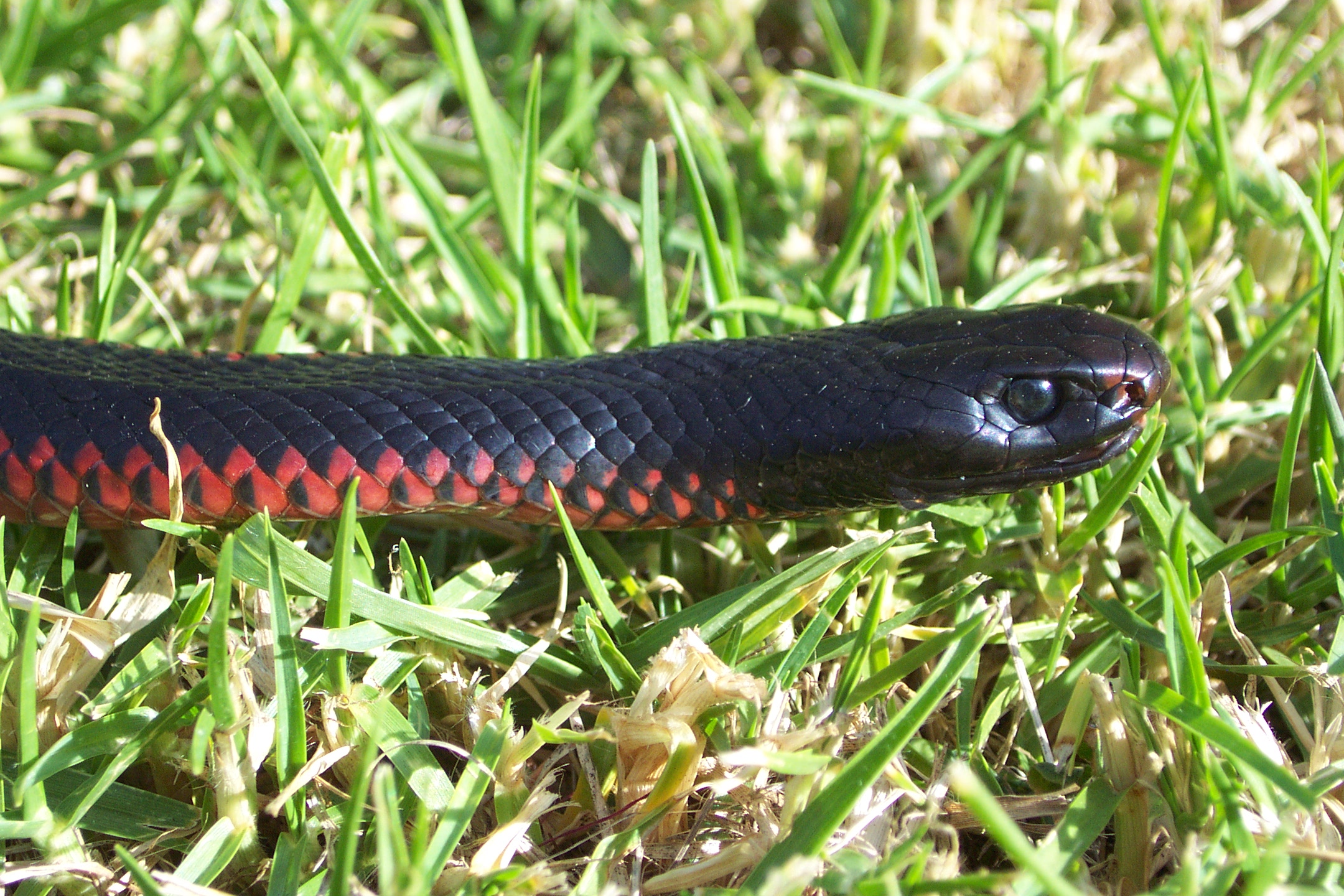 Pseudechis porphyriacus 01