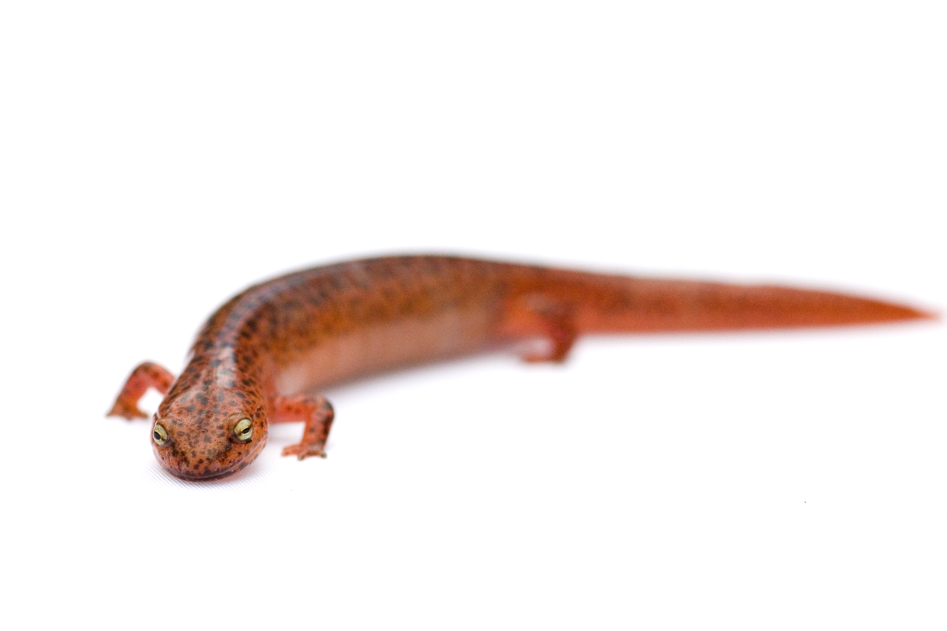 Pseudotriton ruber 2