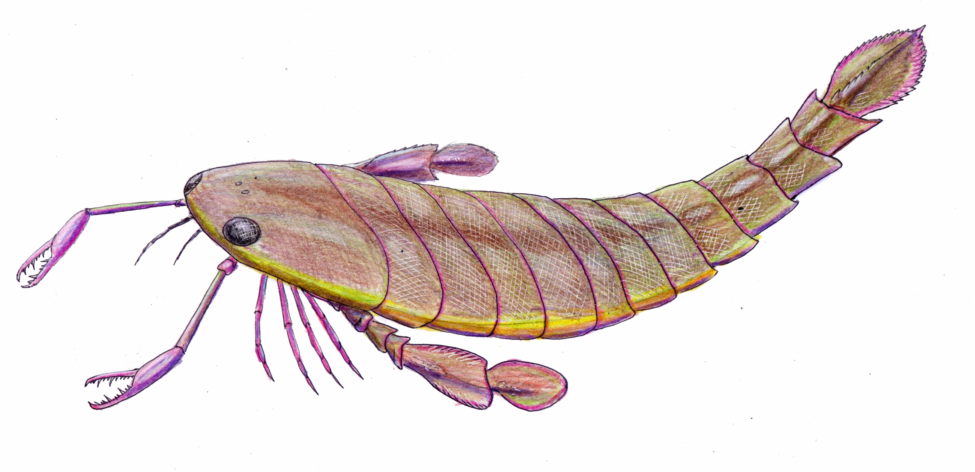 Pterygotus anglicus reconstruction