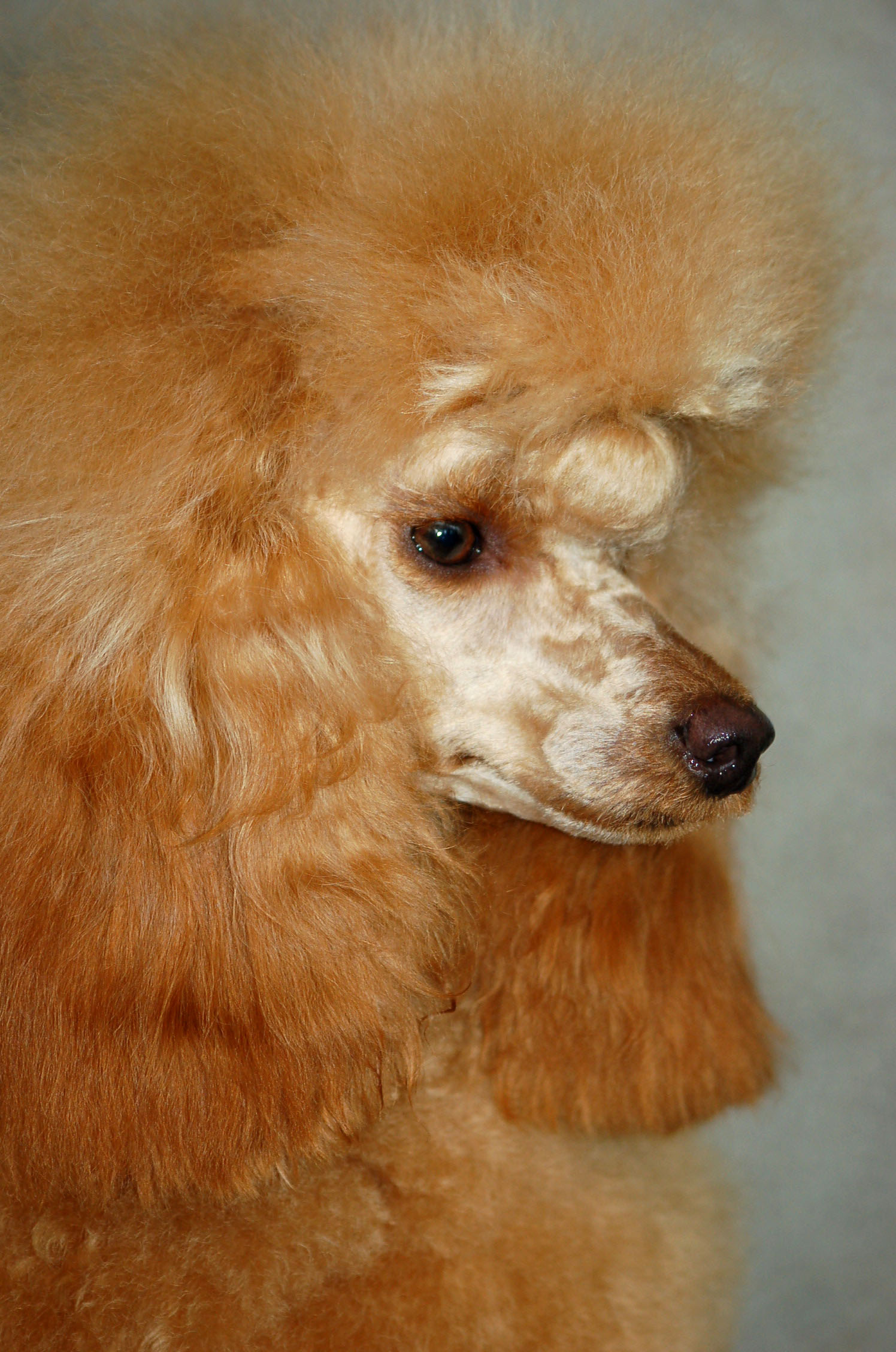 Pudel toy głowa