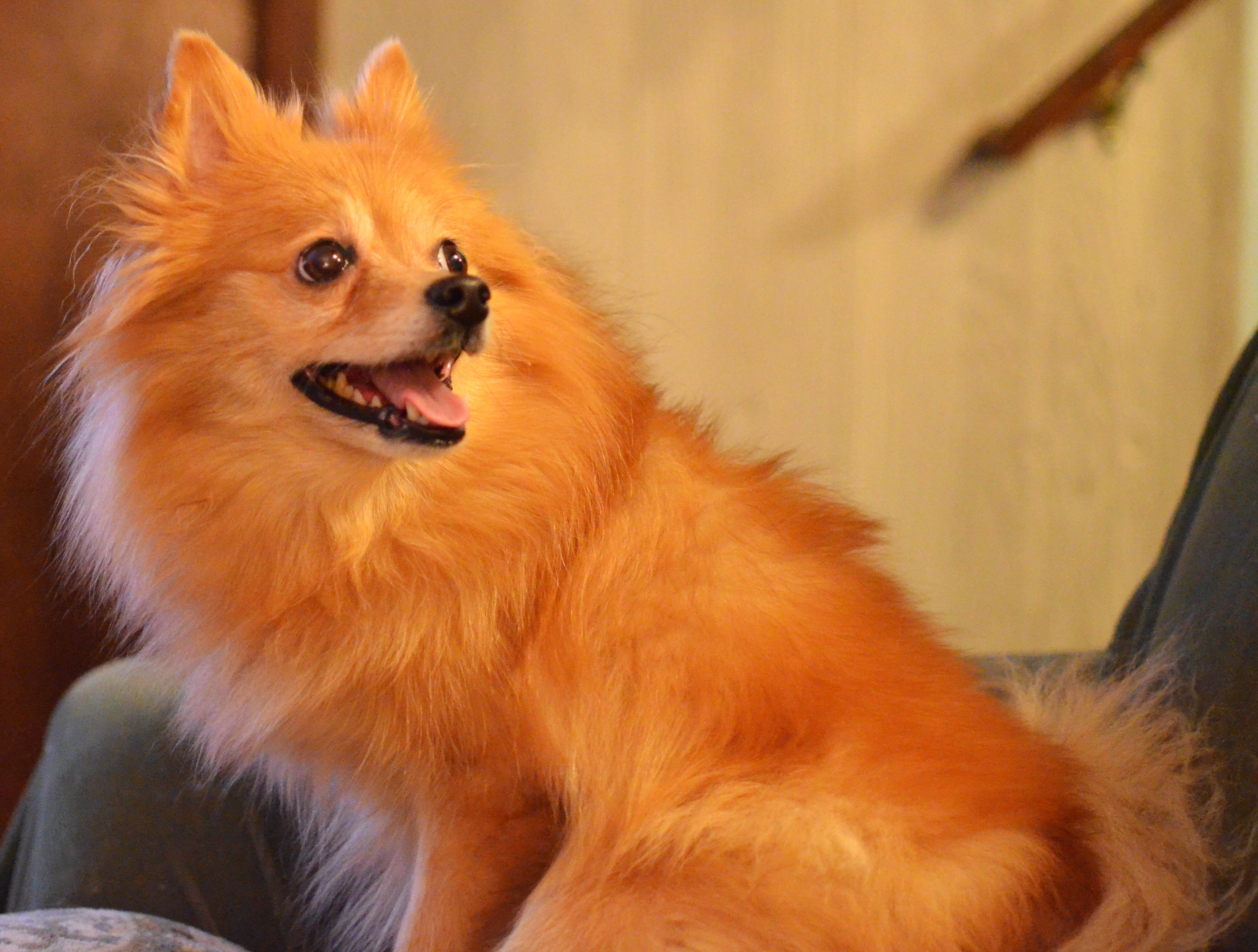 Punkin (8327213369)