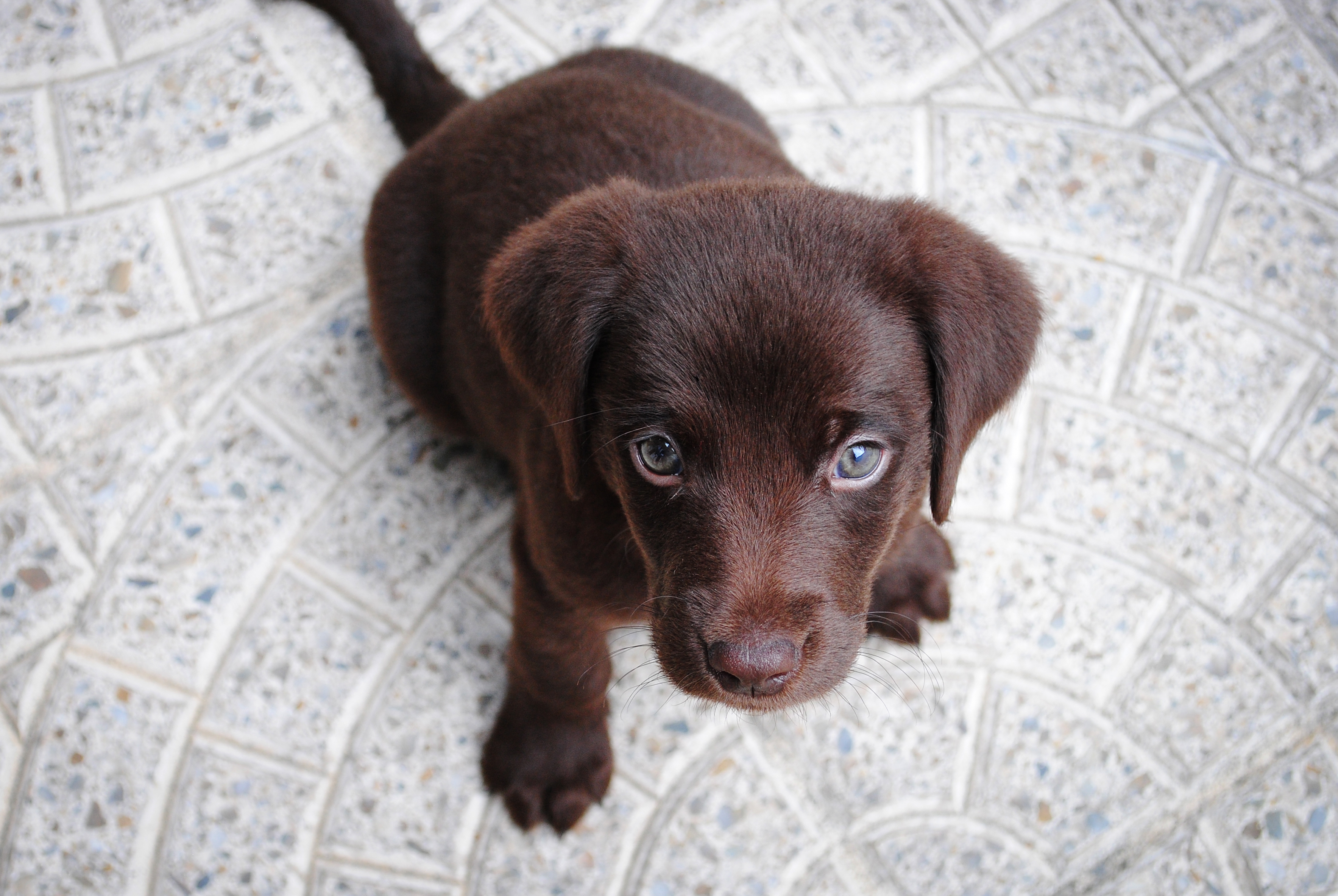 Puppy by Jairo Alzate, 2015