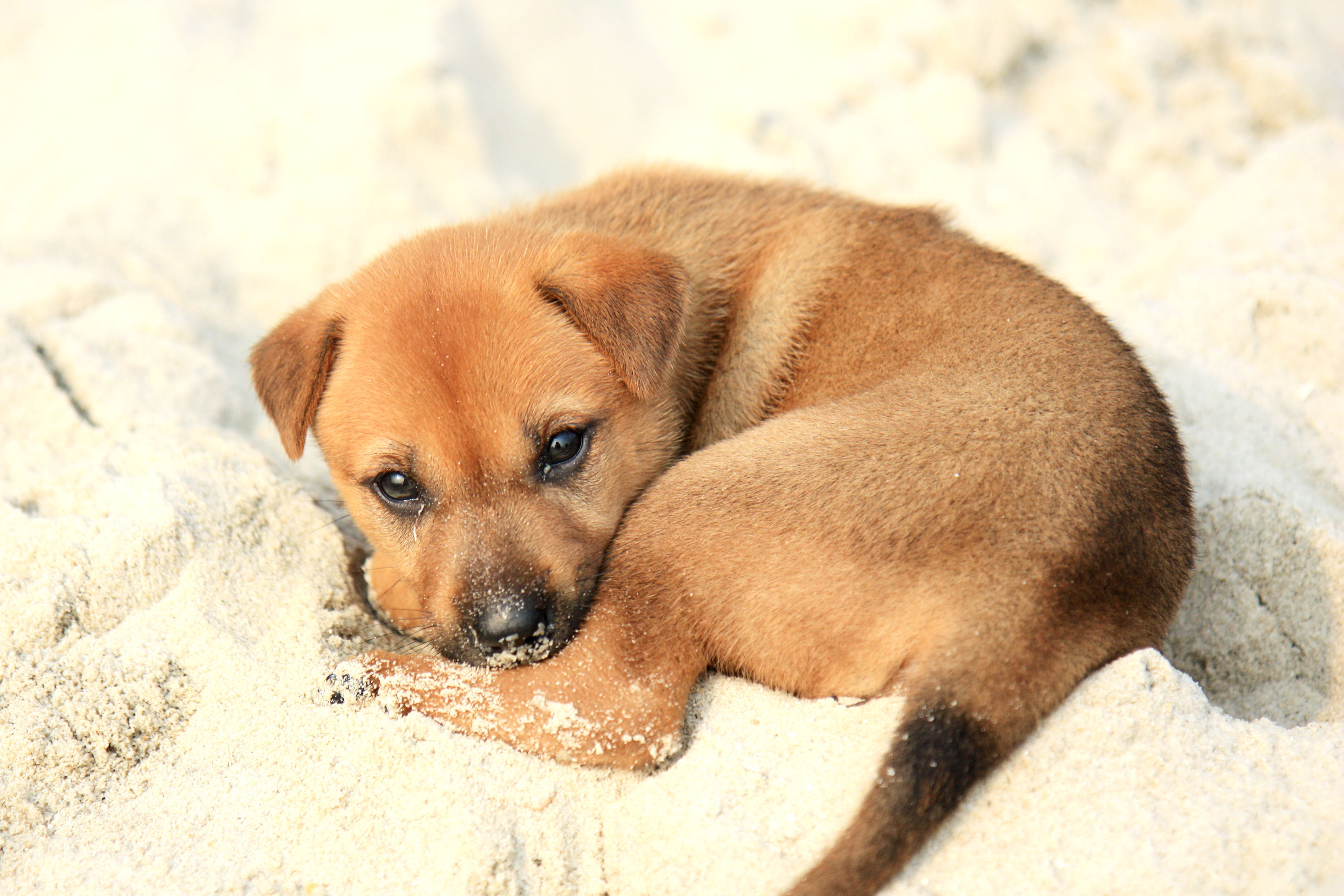 Puppy on Halong Bay