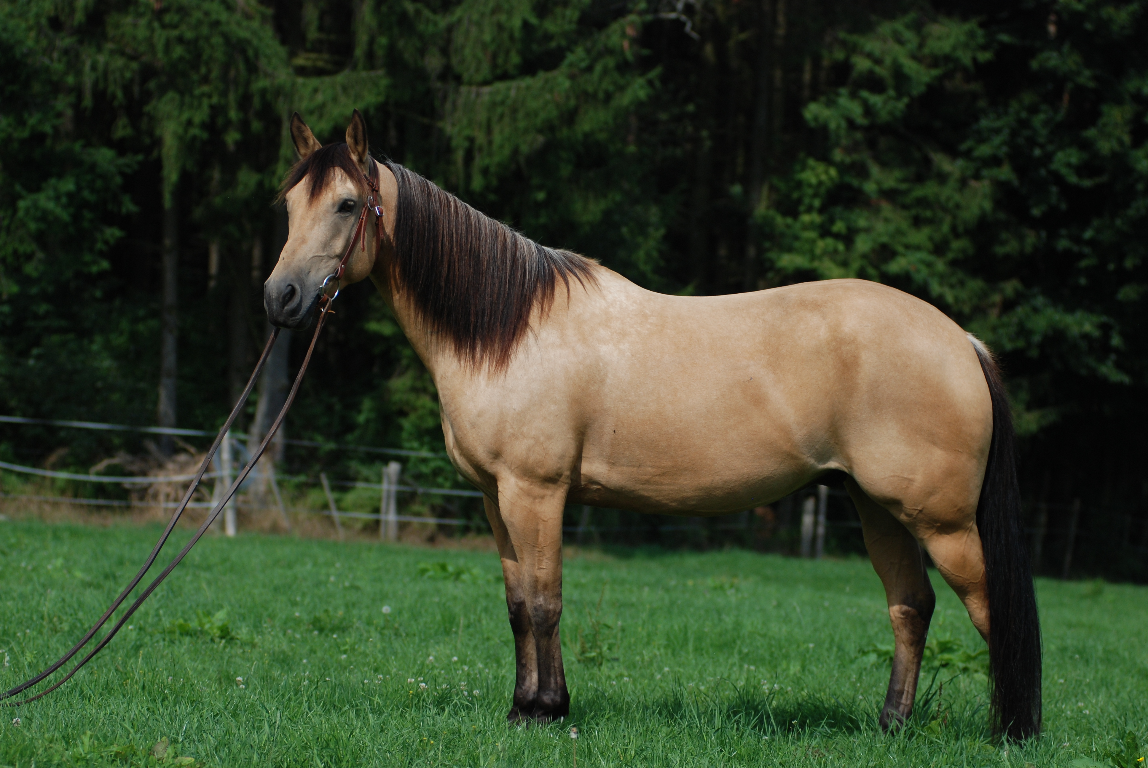 Quarter Horse Buckskin