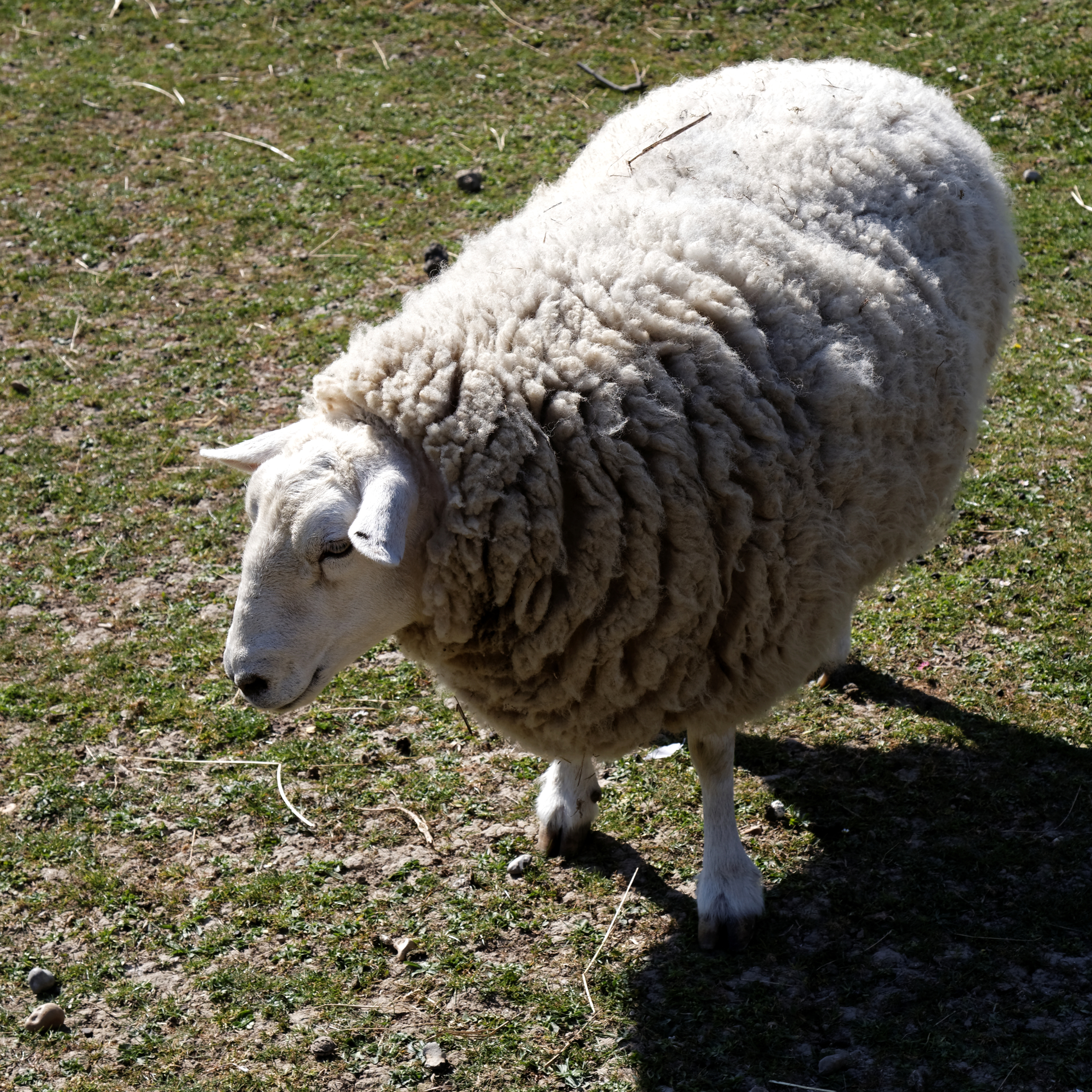 Quex Barn sheep Quex Park Birchington Kent England