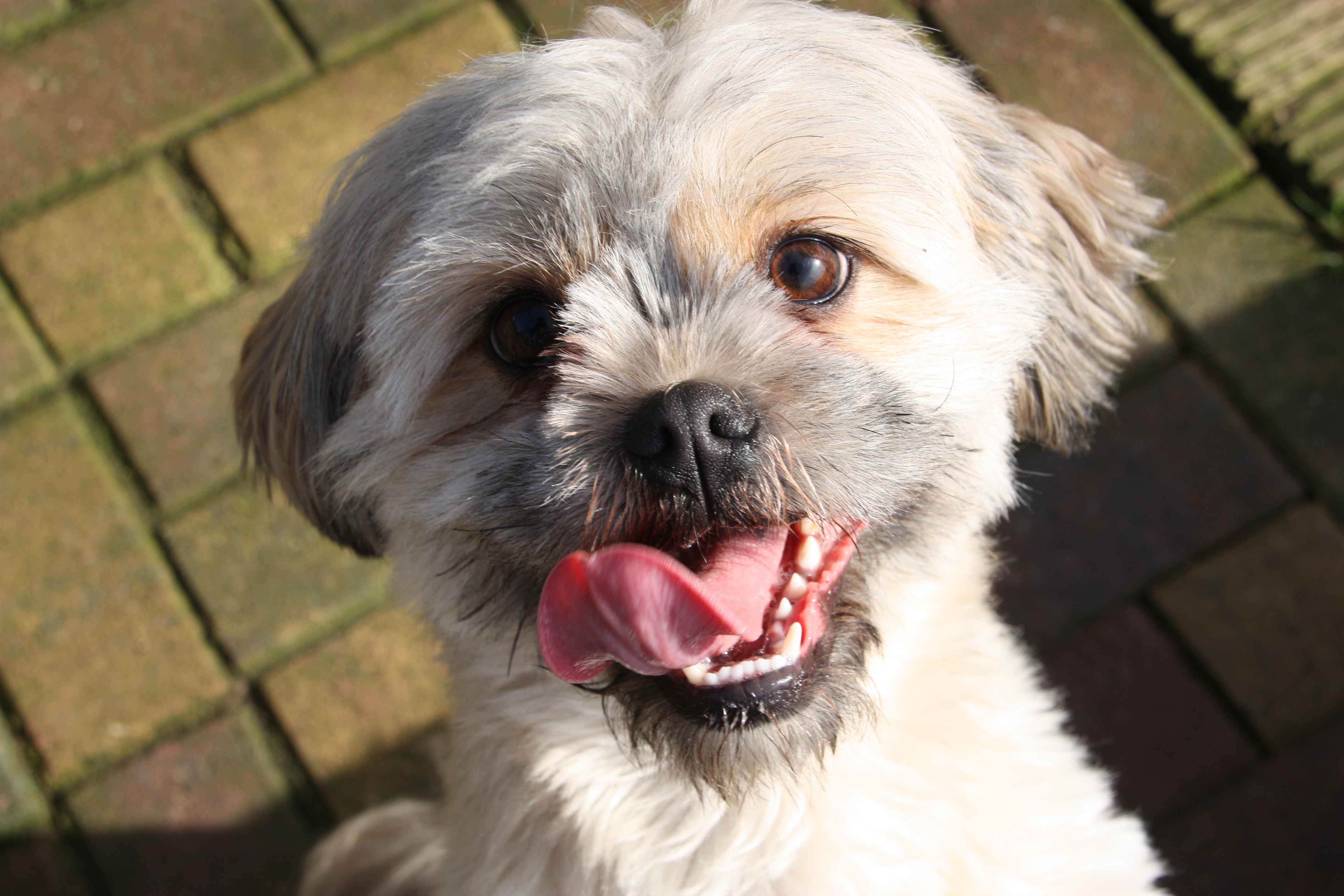 Quite the happy dog