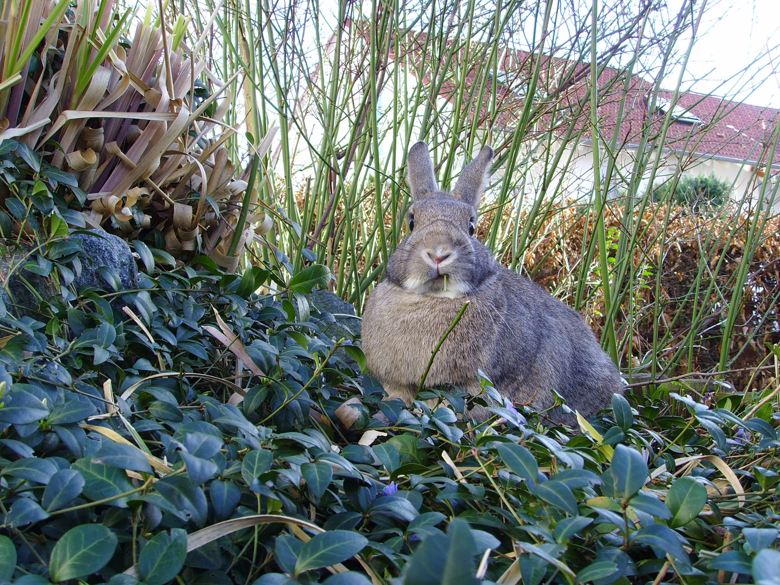 Rabbit (agouti) 01