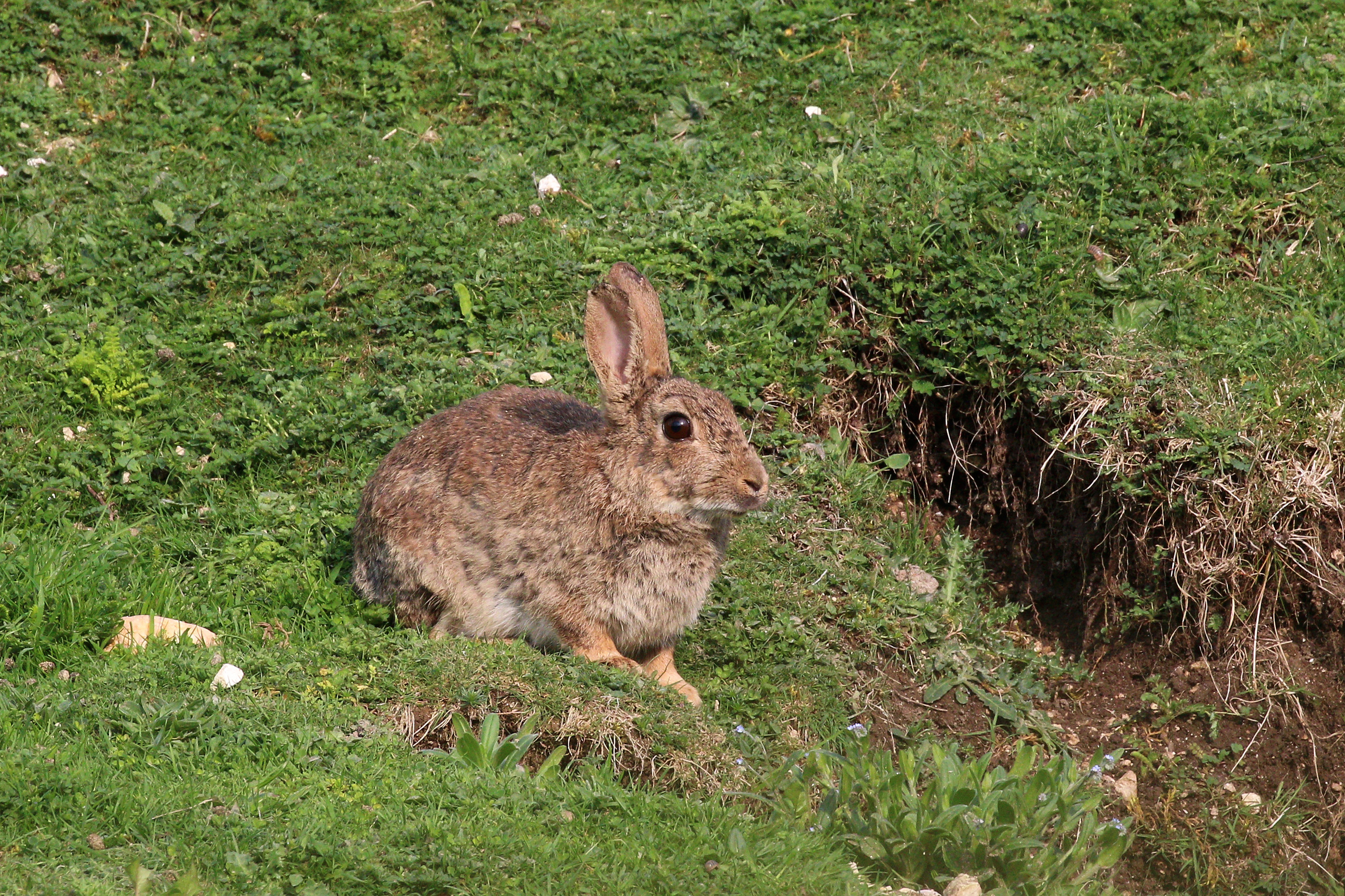Rabbit (Oryctolagus cuniculus) Aston Upthorpe