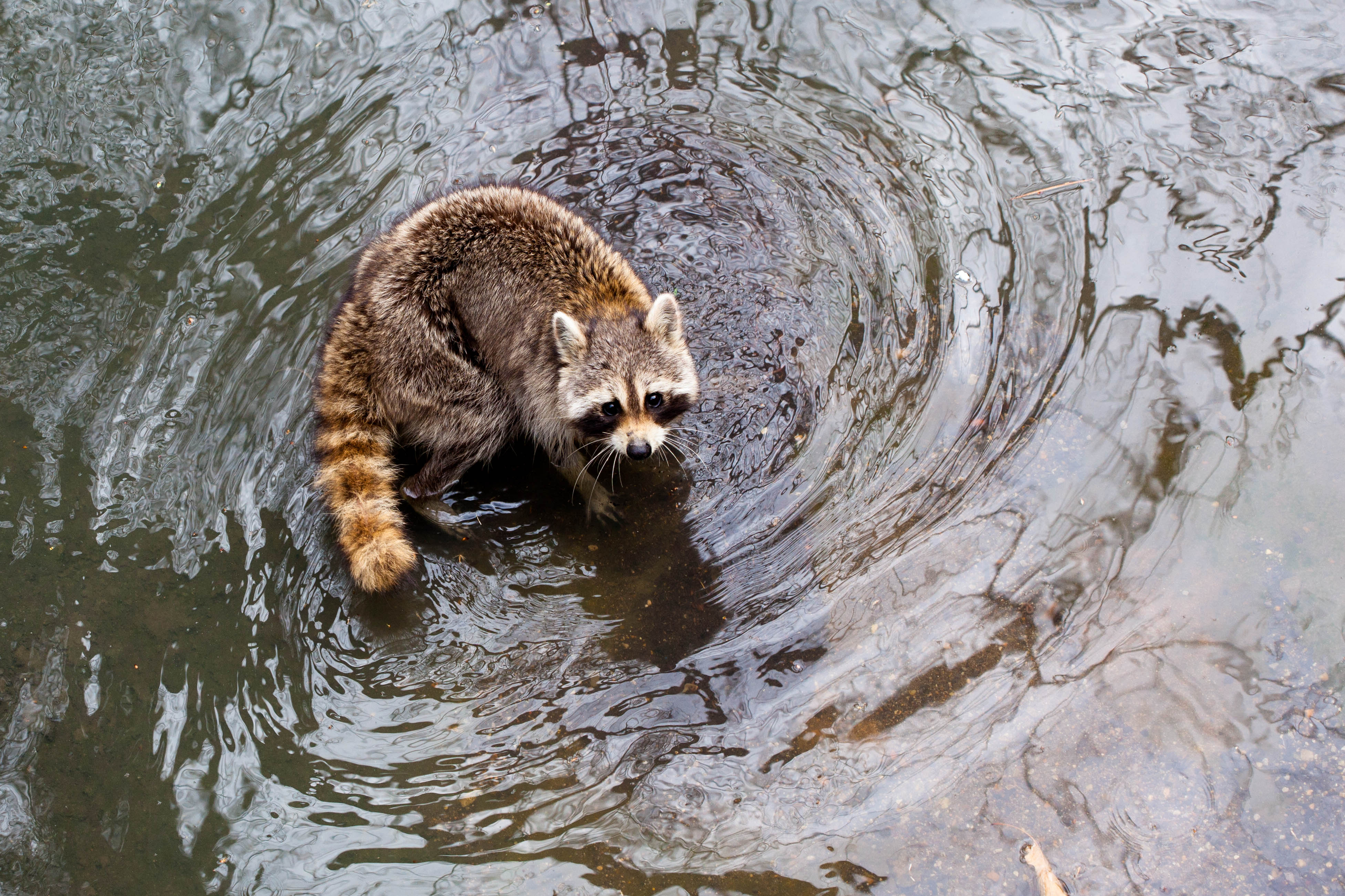 Raccoon (24956696622)