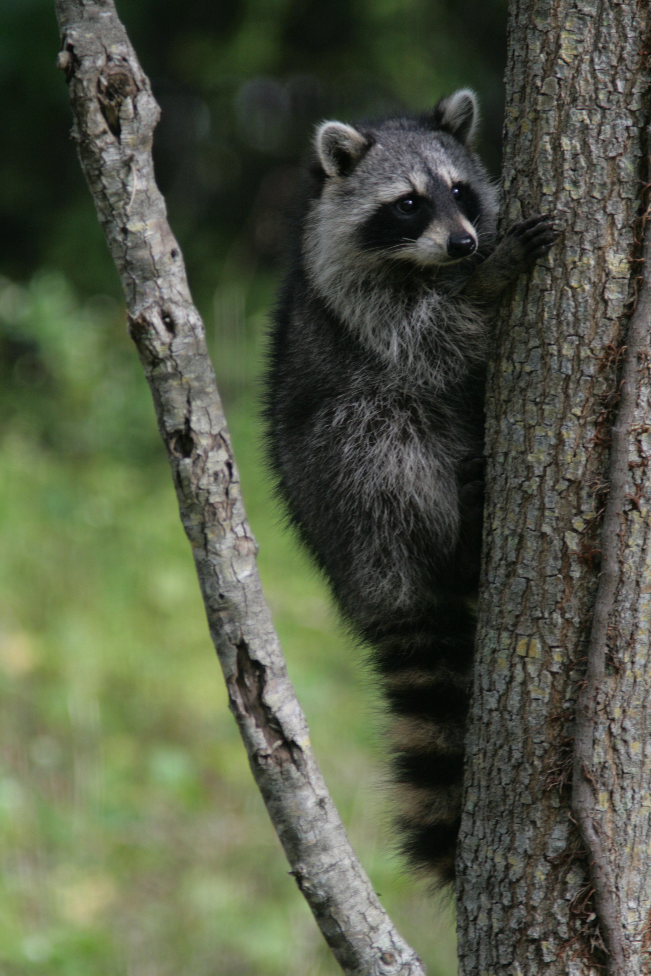 Racoon clinging to a tree