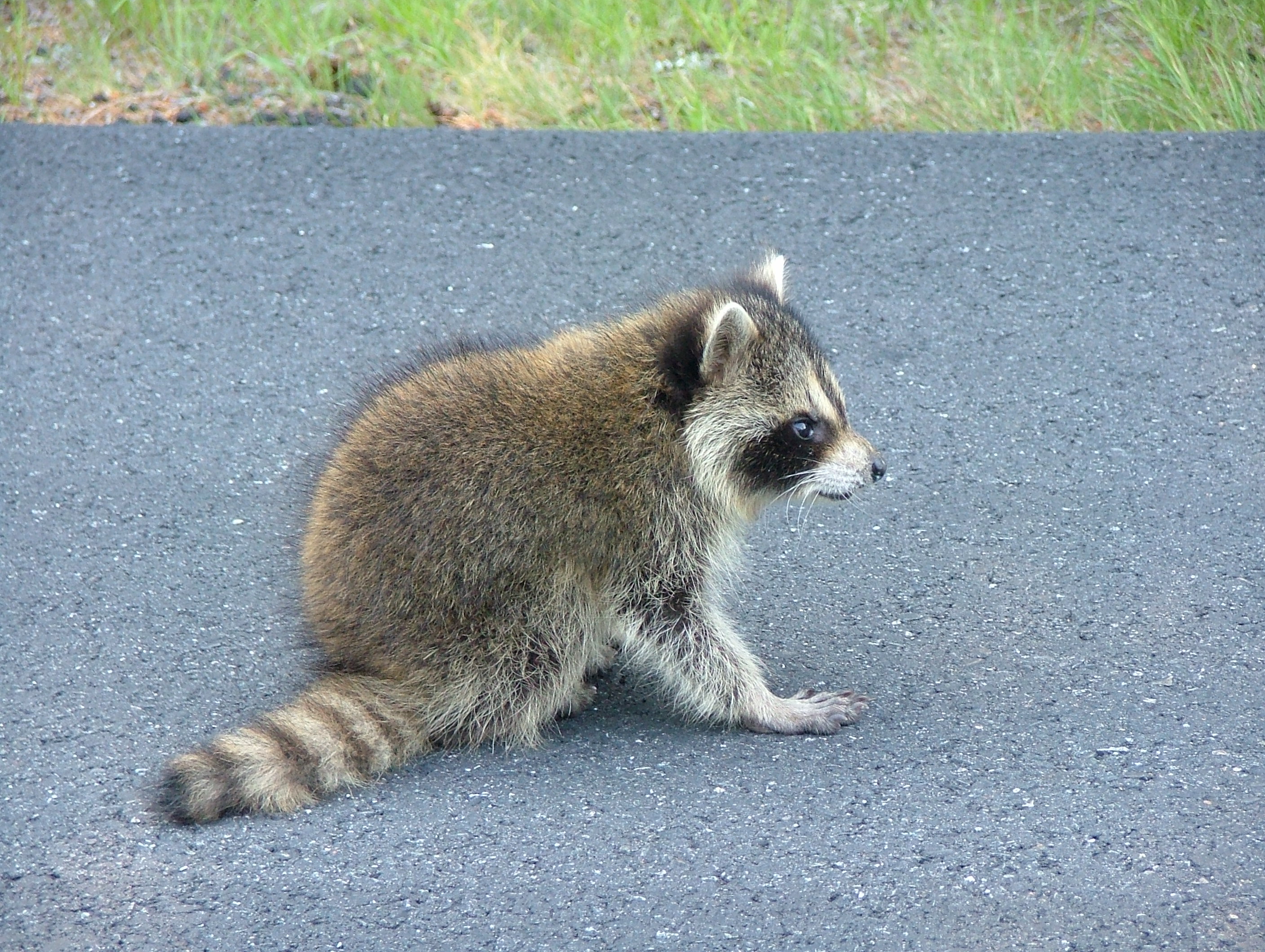 RacoonANP