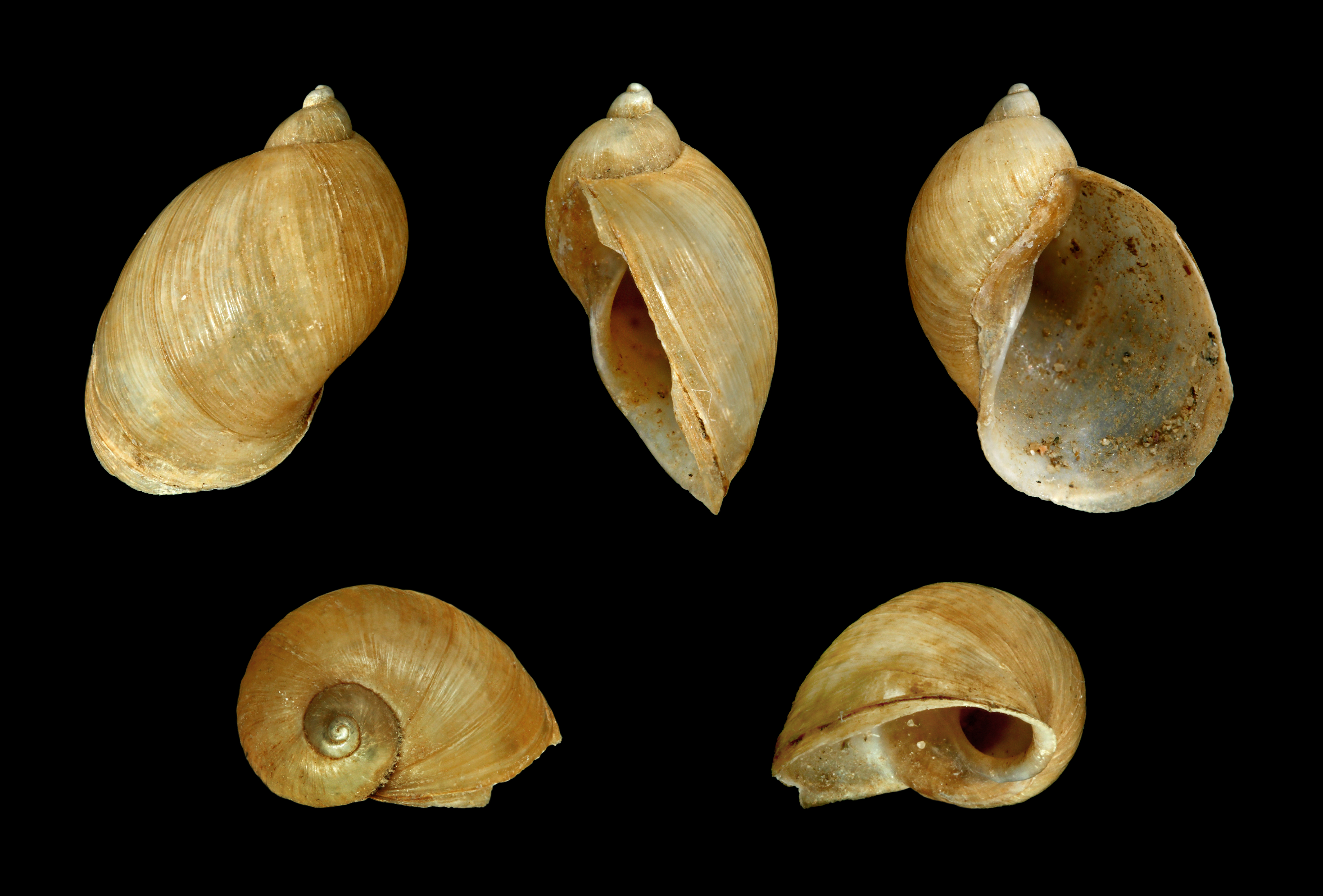 Radix balthica 01