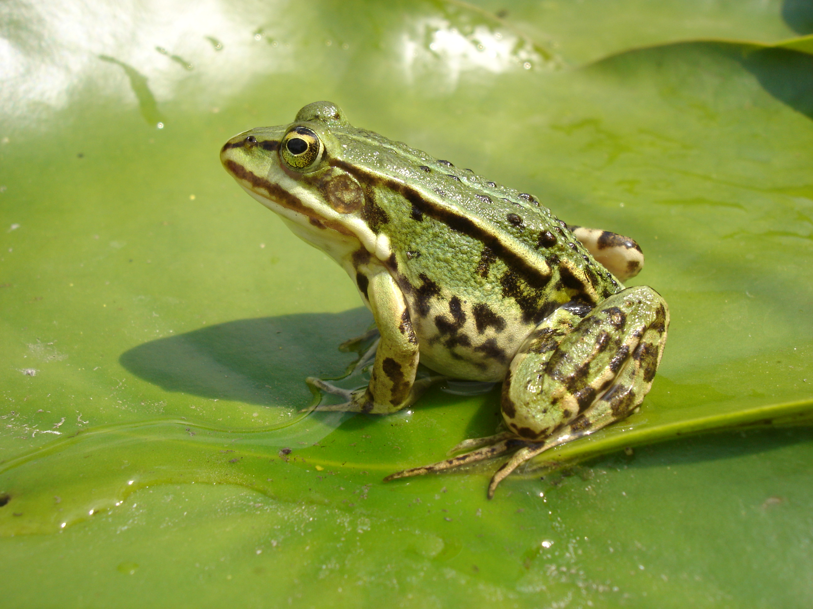 Rana esculenta on Nymphaea