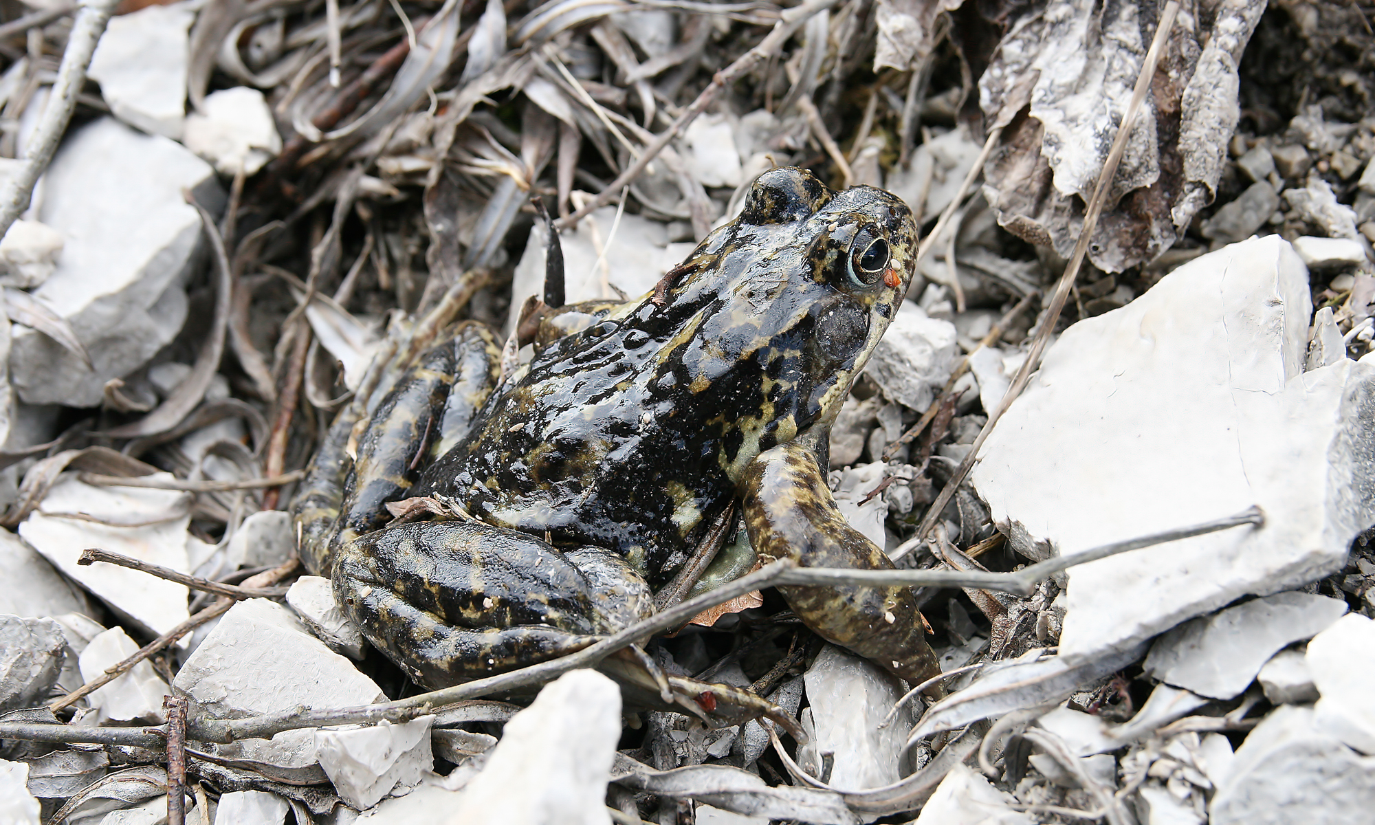 Rana temporaria 3