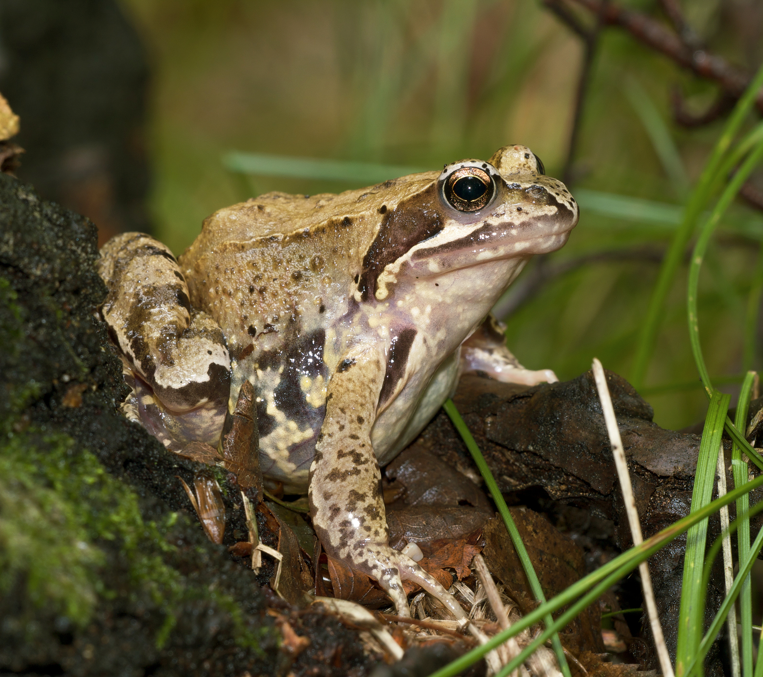 Rana temporaria LC0183