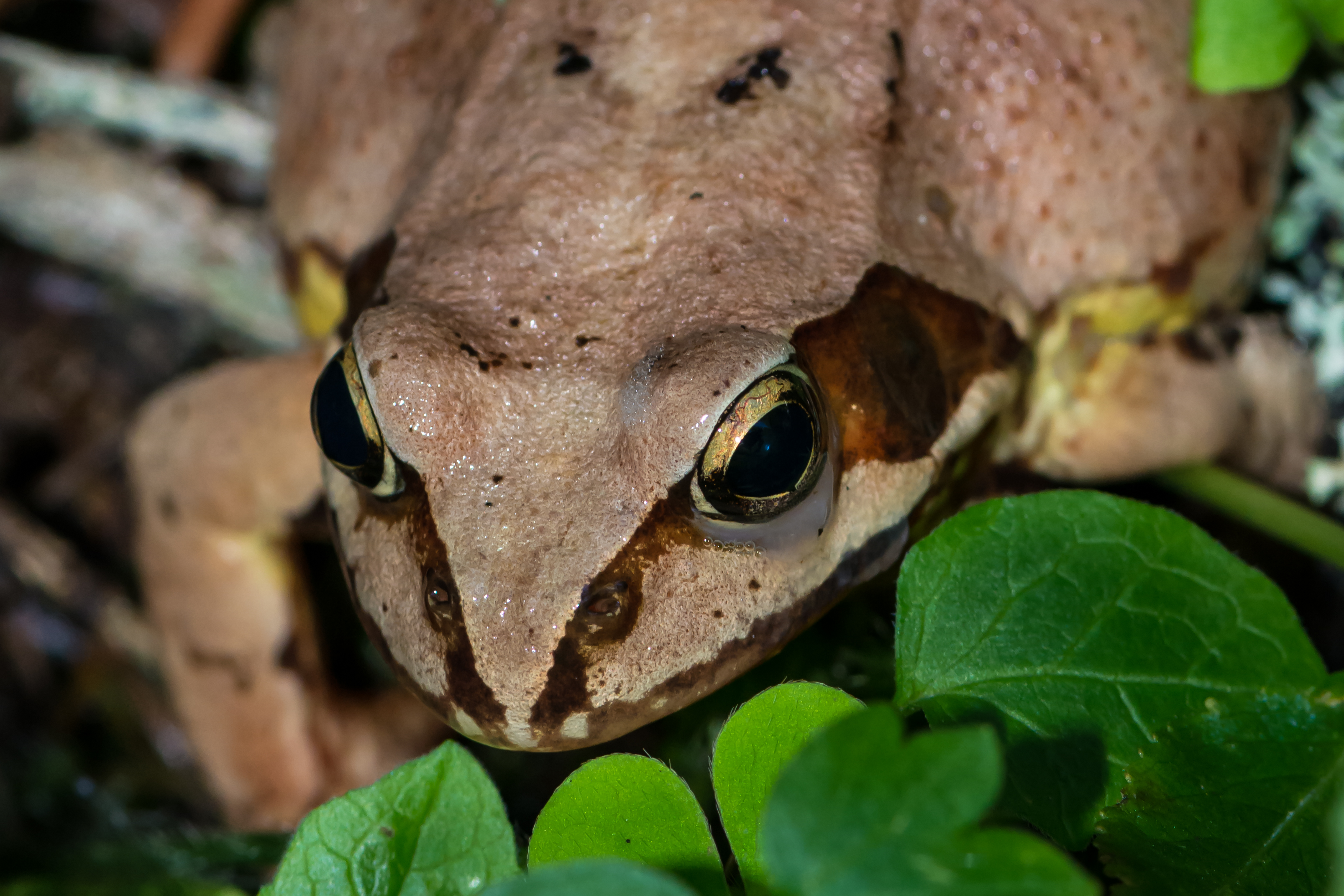Rana temporaria portrait 01
