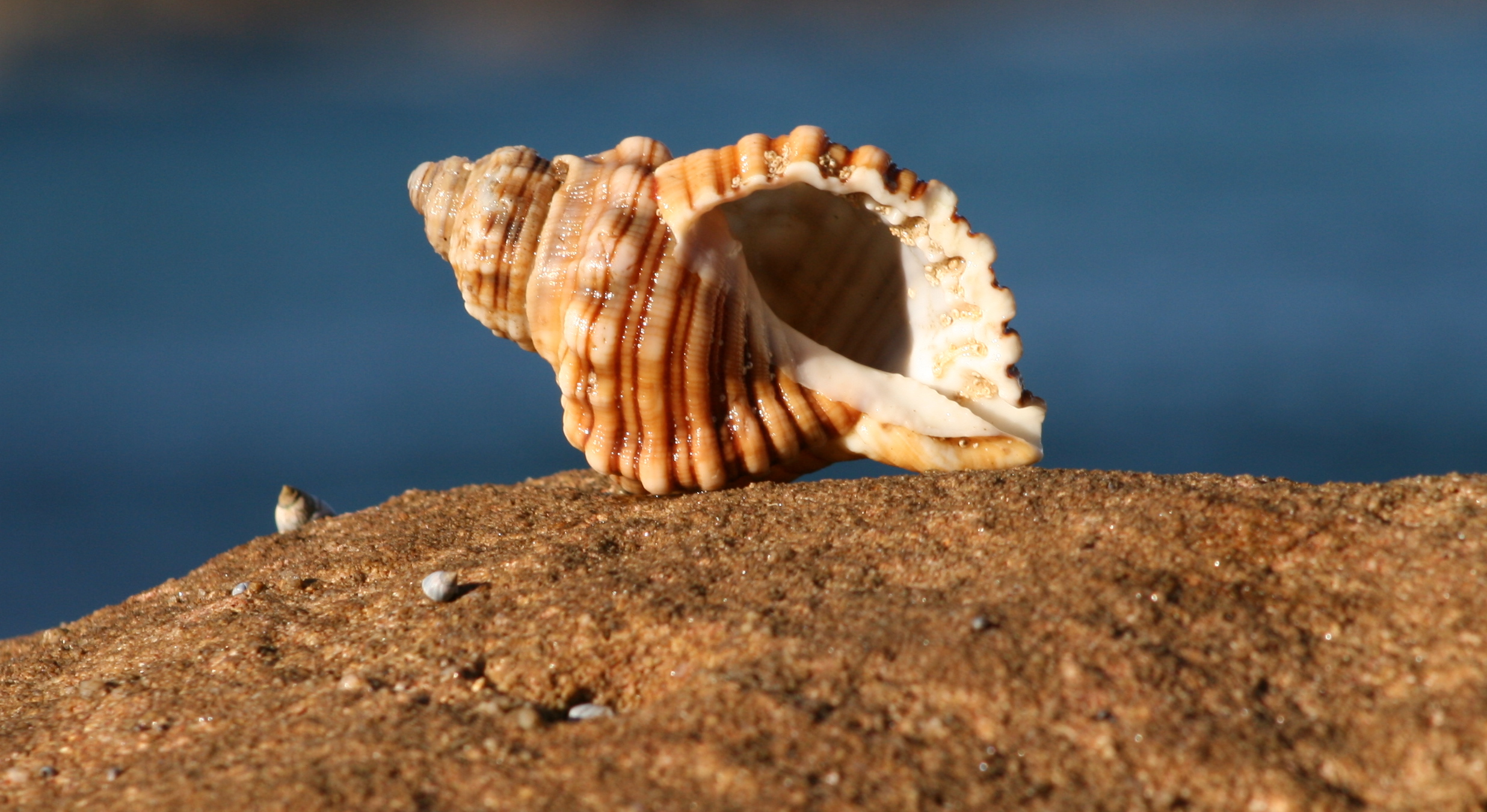 RanellidaeShell