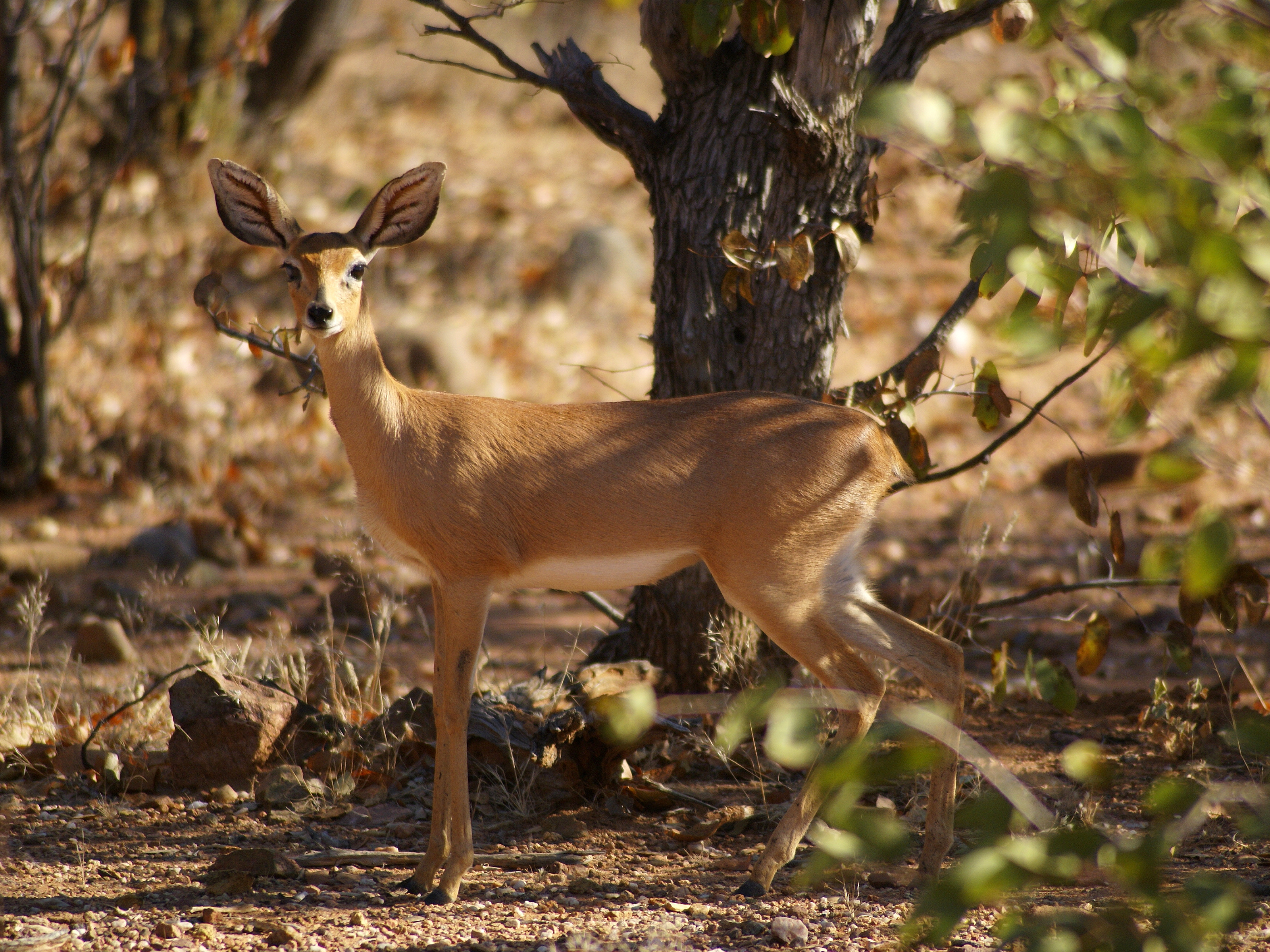 Raphicerus campestris