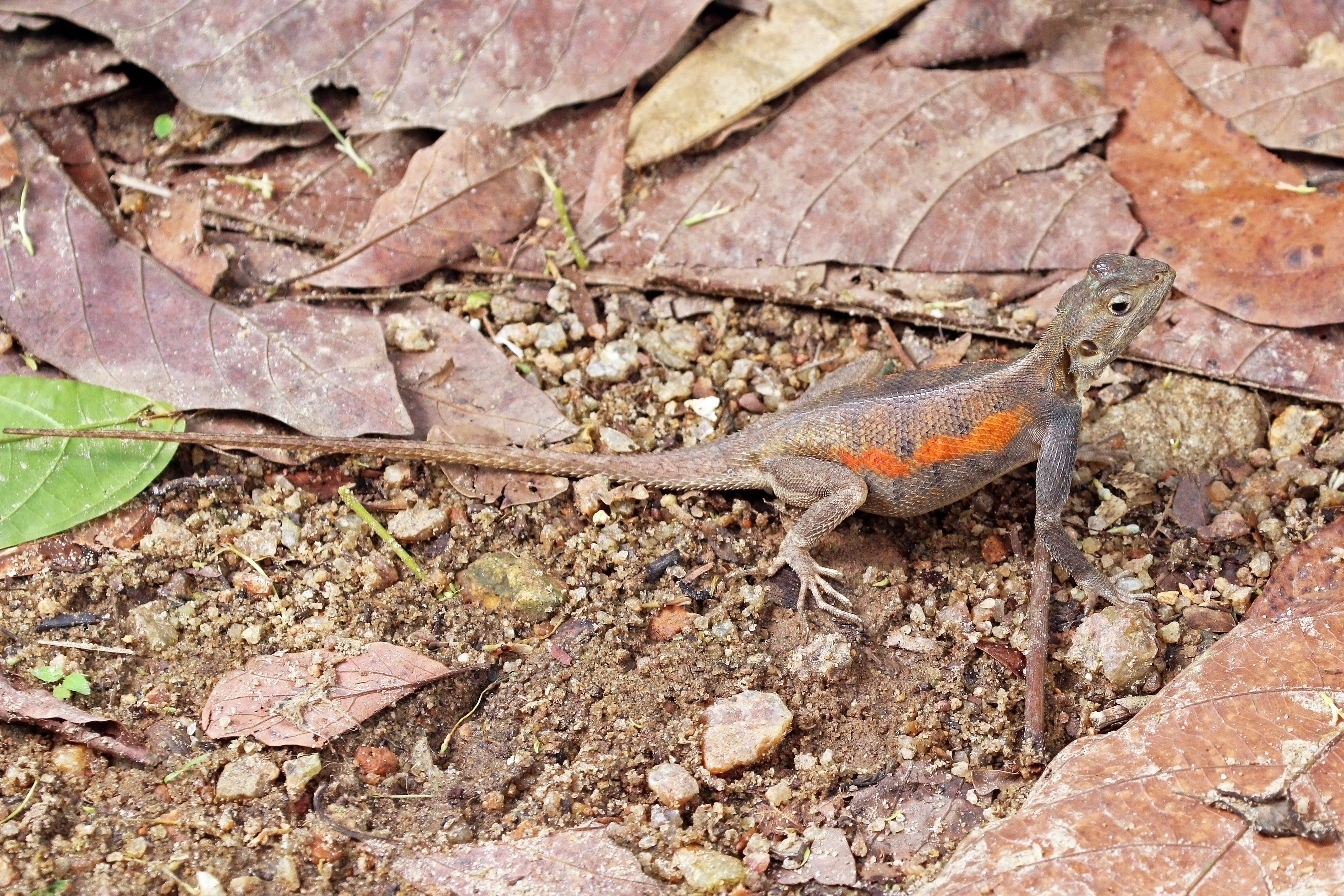 Red-headed rock agama (Agama agama) female 2