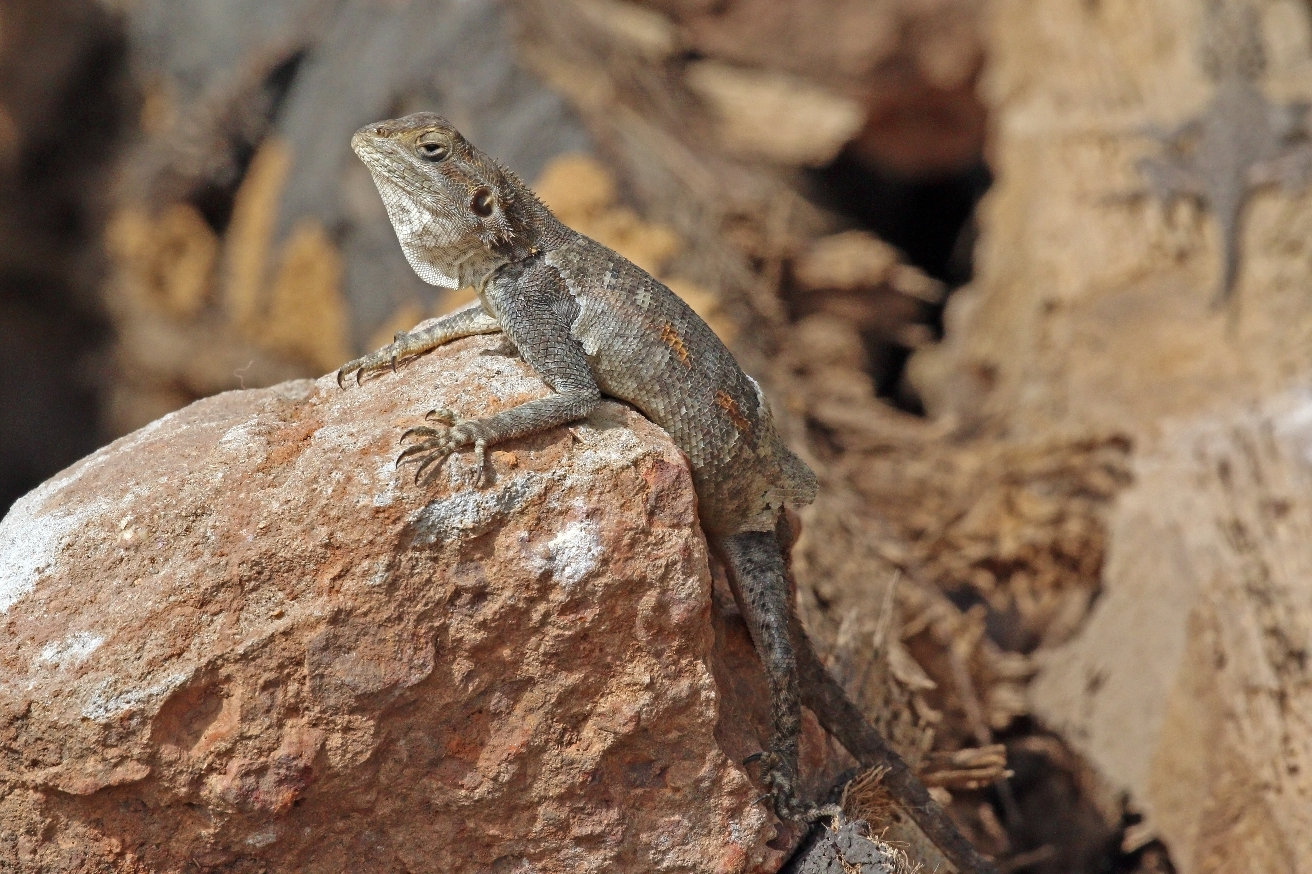 Red-headed rock agama (Agama agama) female moulting