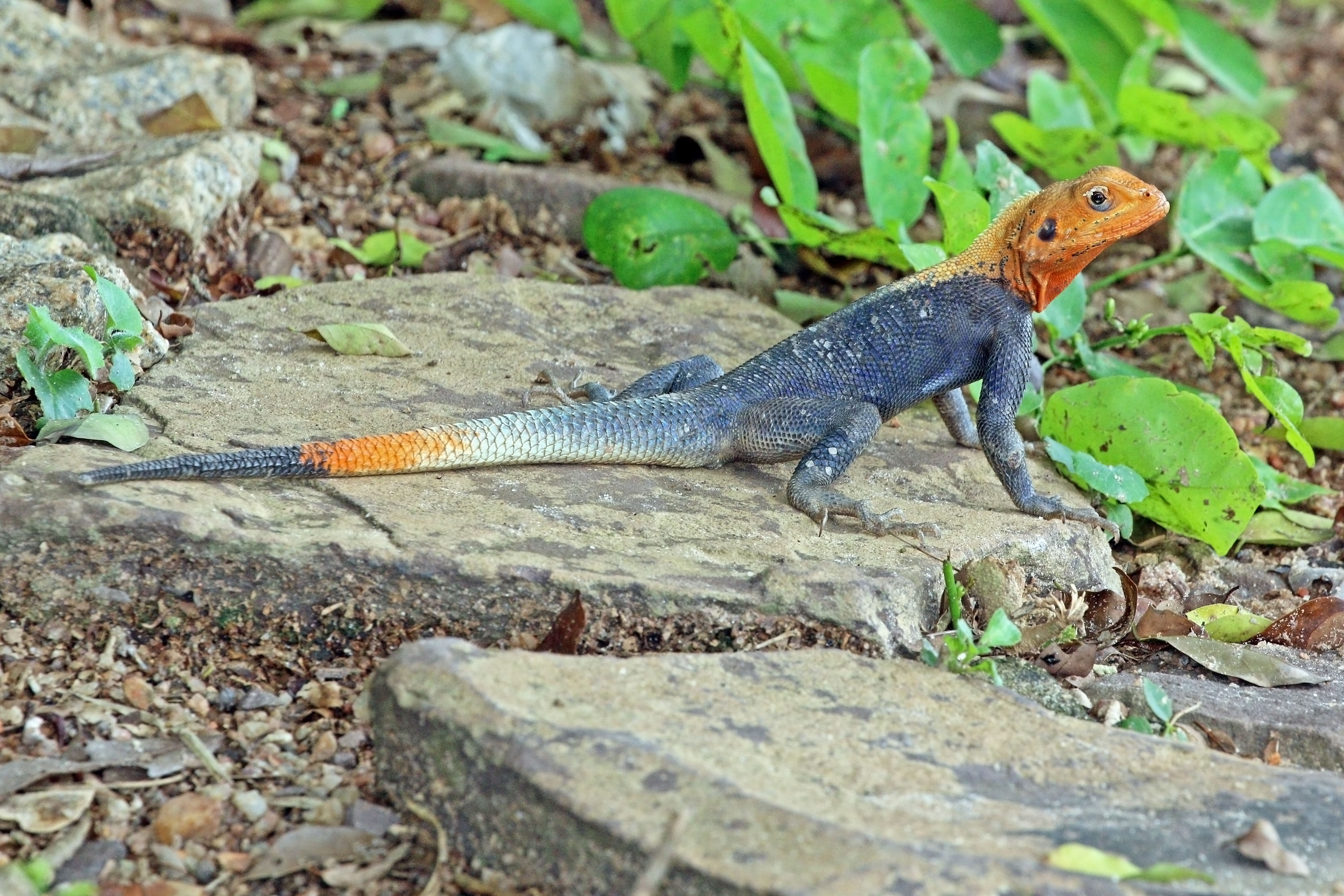 Red-headed rock agama (Agama agama) male 2