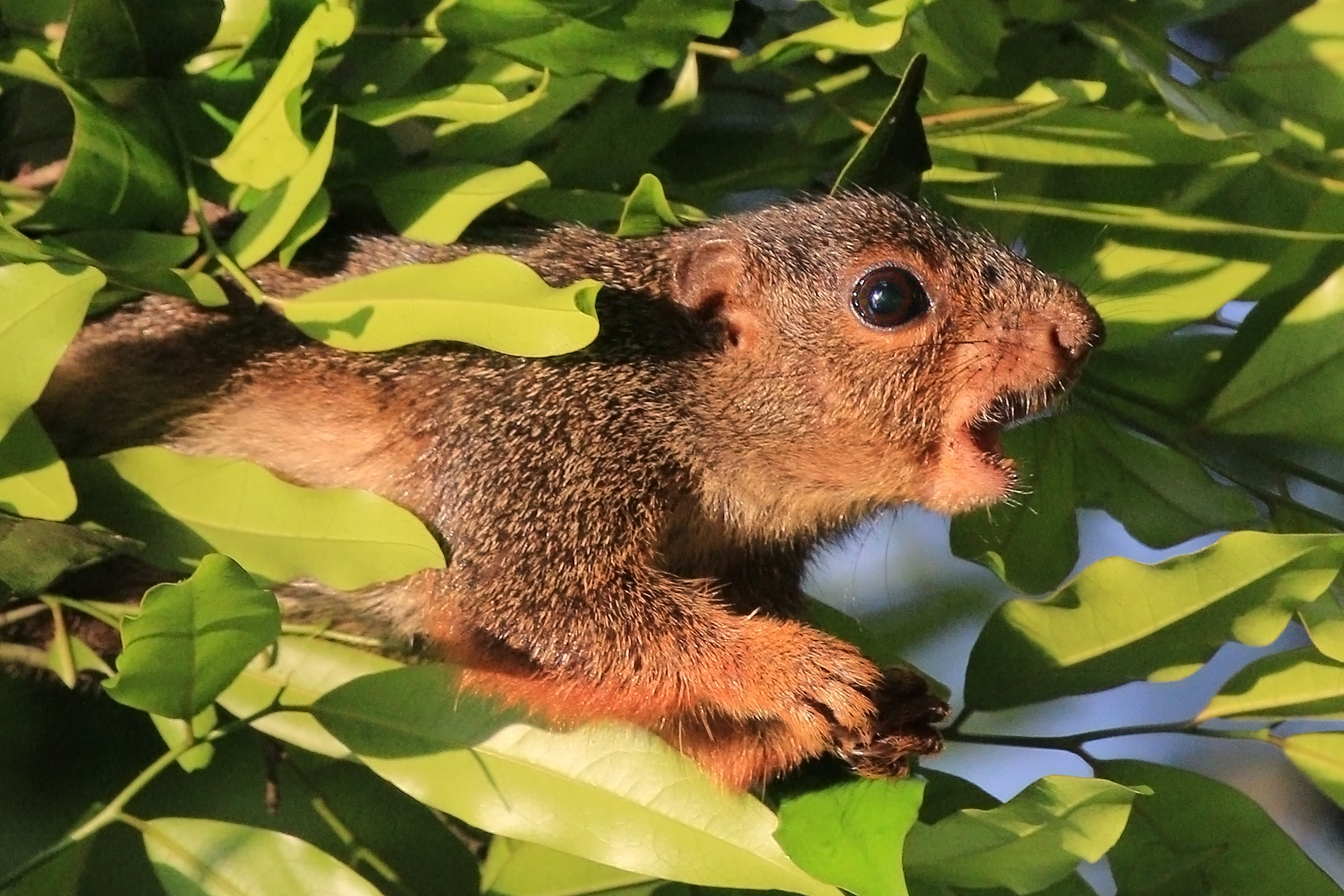Red-legged sun squirrel (Heliosciurus rufobrachium) head