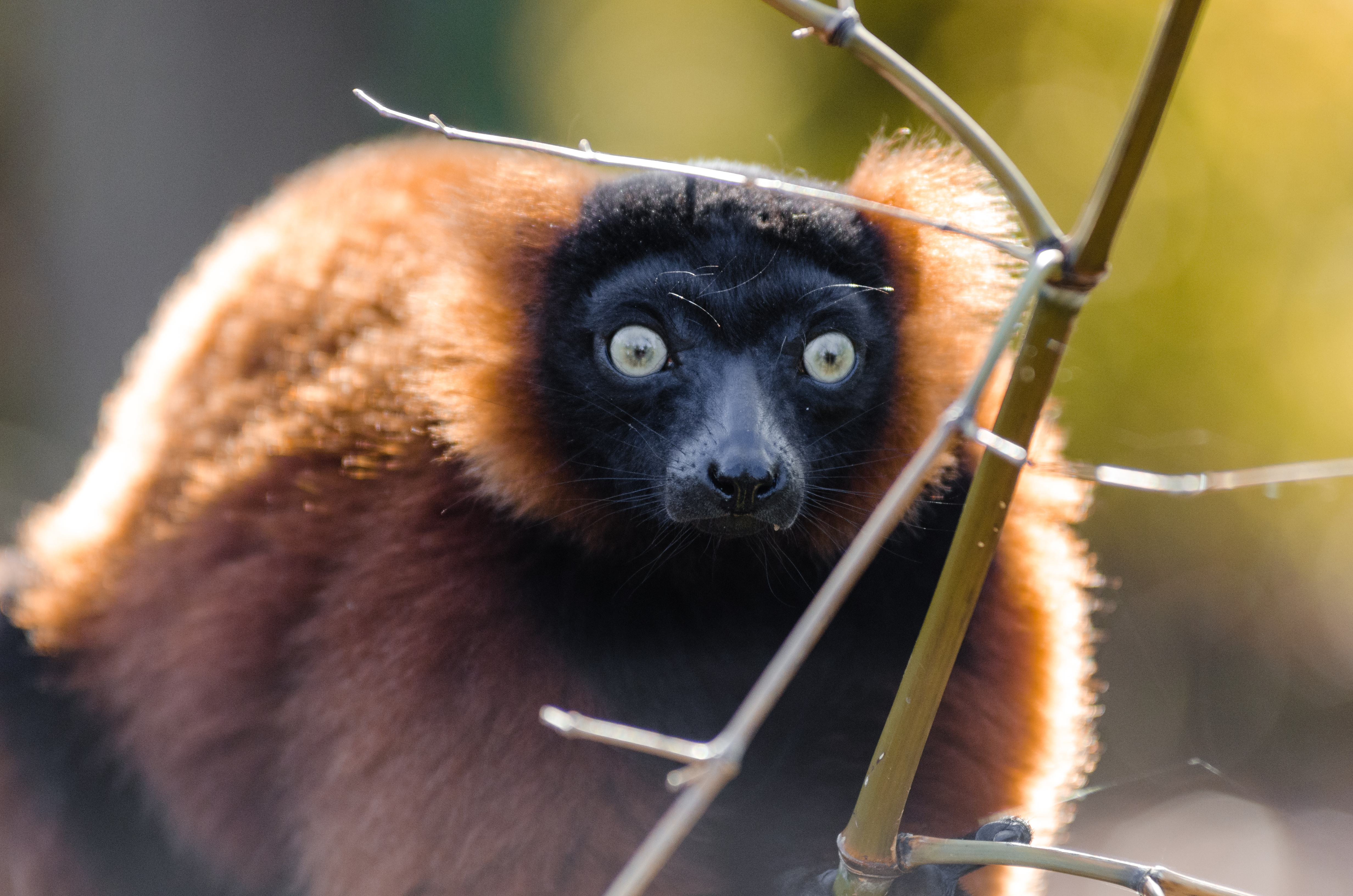 Red-ruffed Lemur (15004278343)