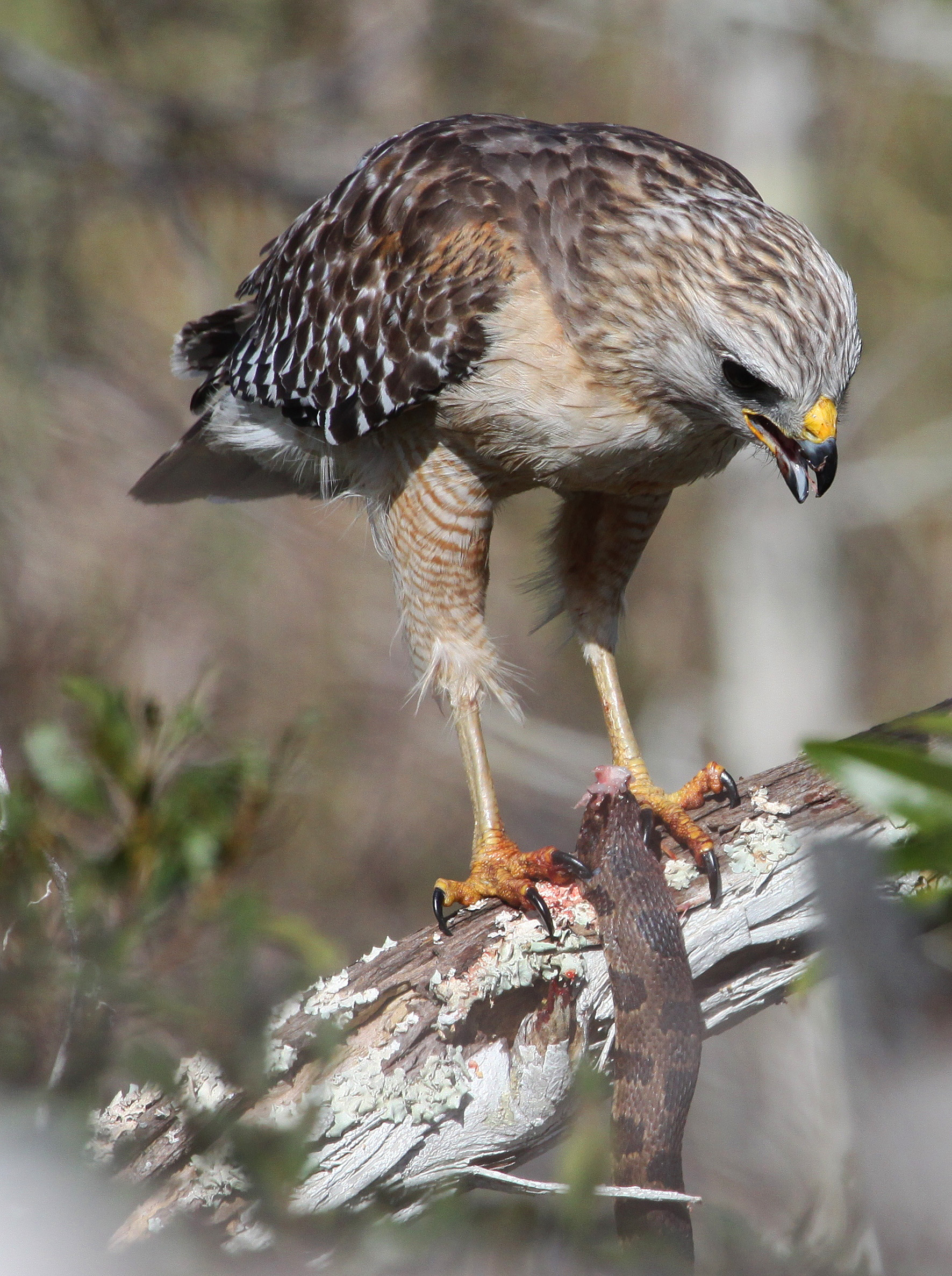 Red-shouldered Hawk - Buteo lineatus, Everglades National Park, Homestead, Florida