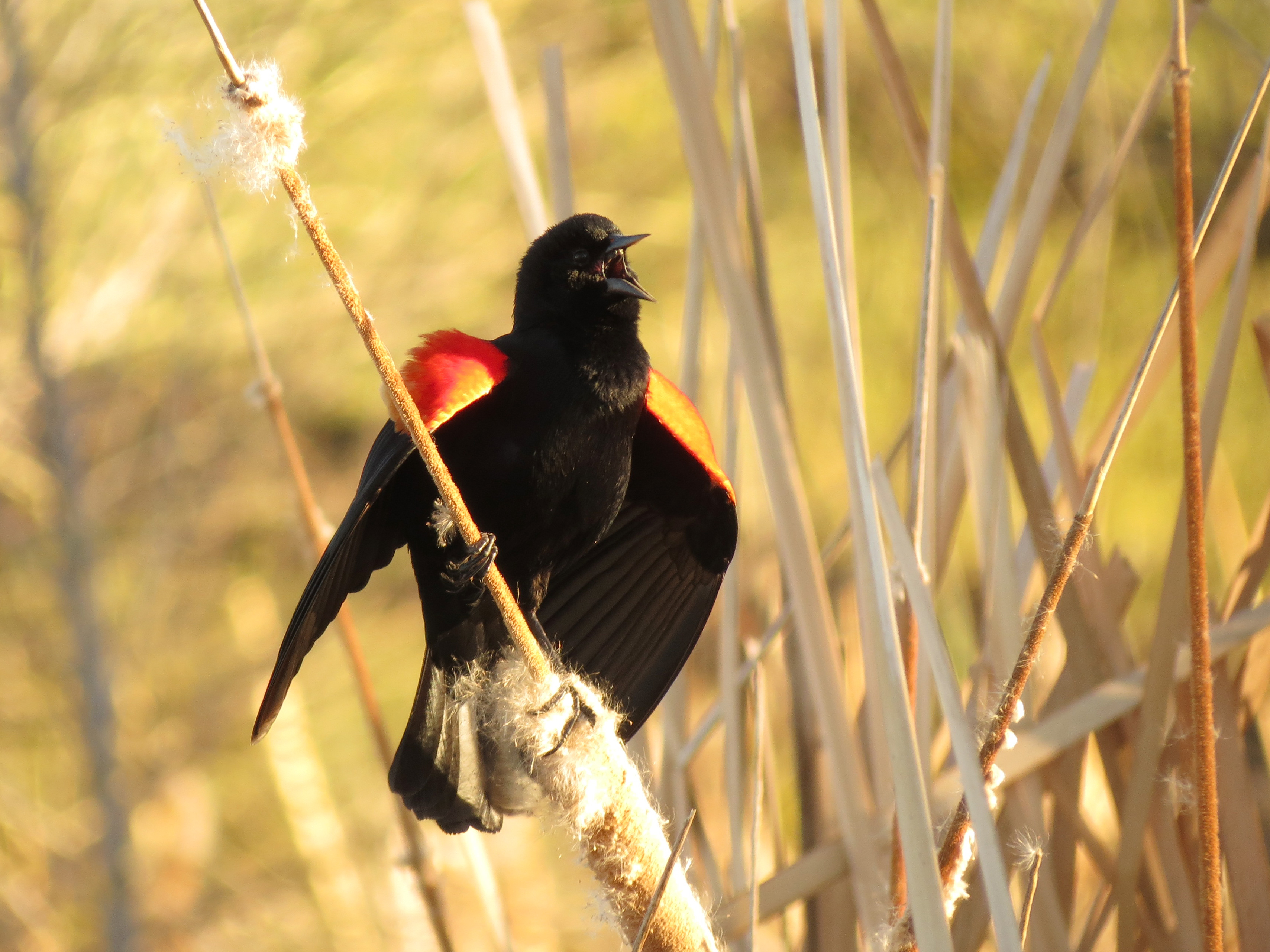Red-winged Blackbird - Flickr - treegrow (8)