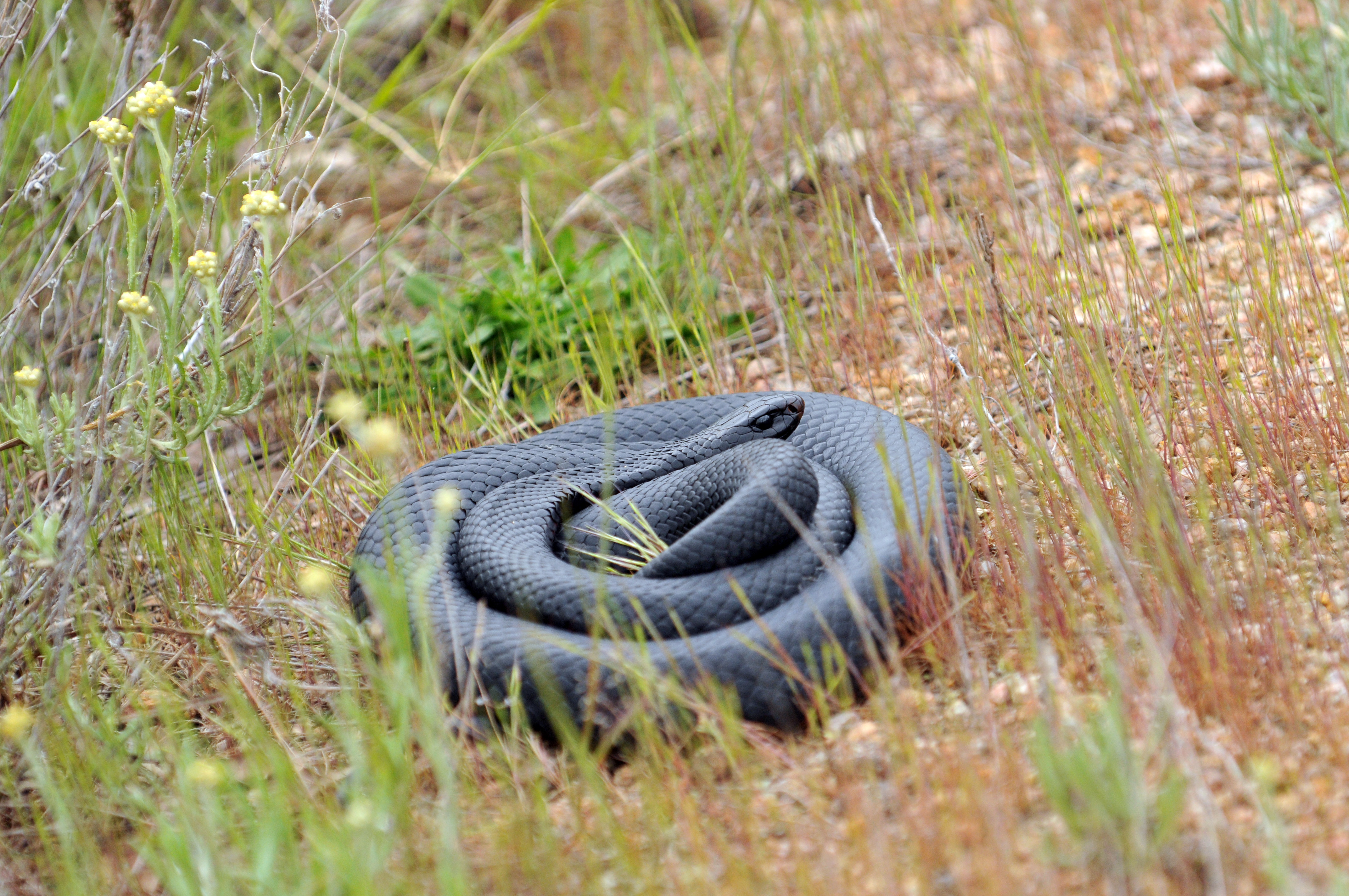 Red-bellied black snake (coiled)