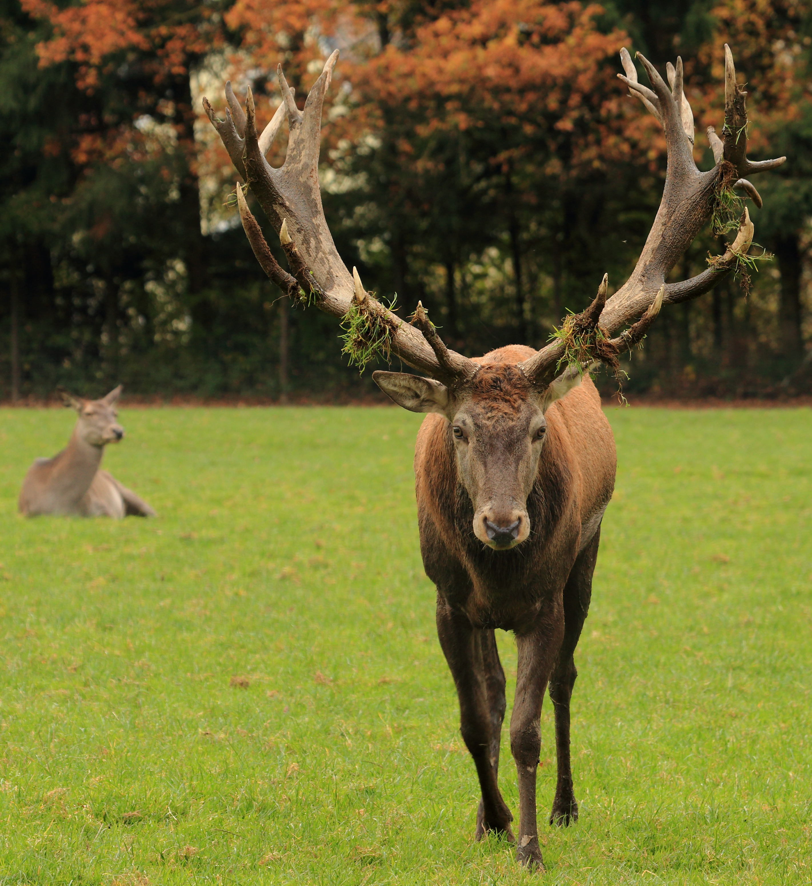 Red Deer Poing