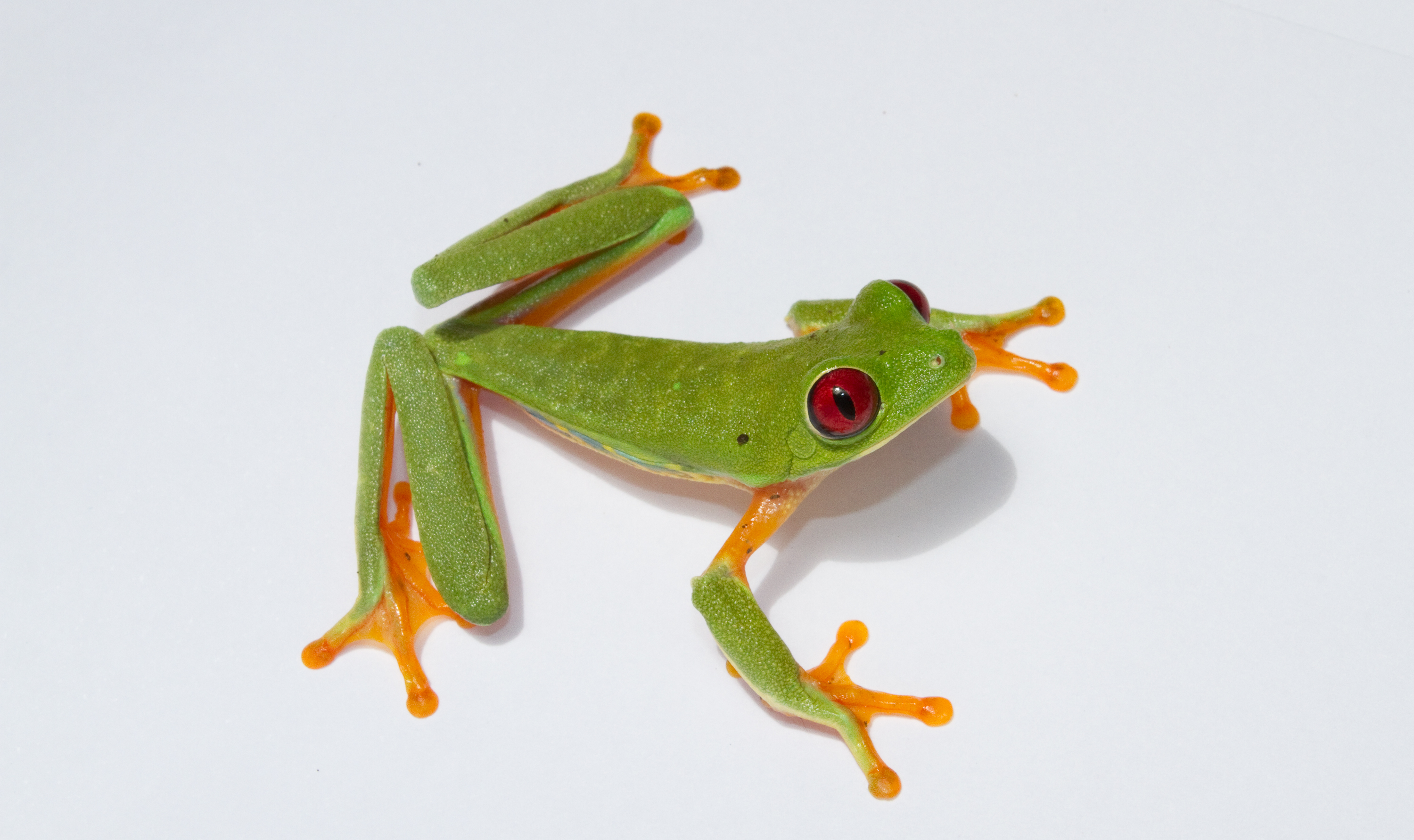 Red Eyed Treefrog Agalychnis callidryas