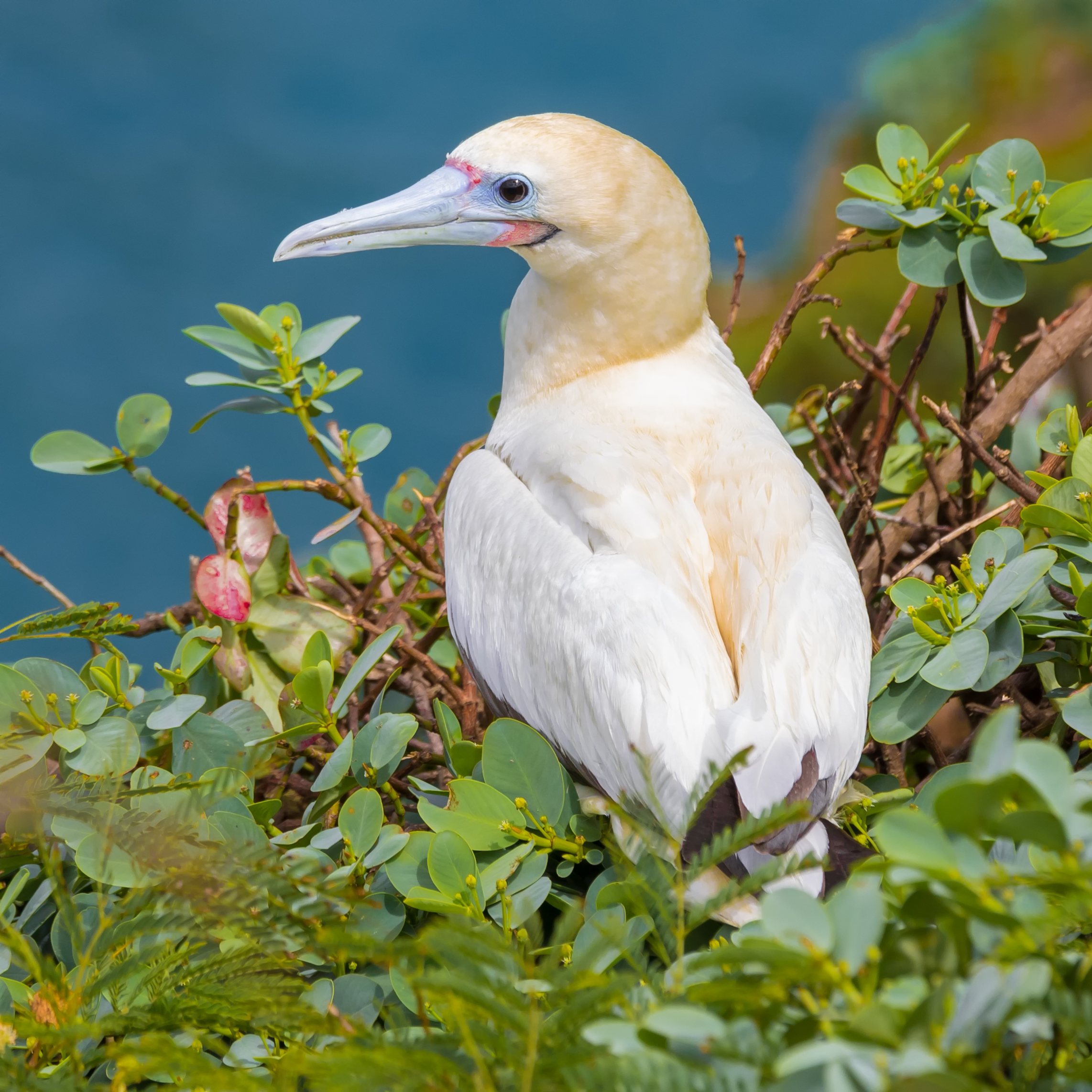 Red-footed booby at Kīlauea Point National Wildlife Refuge