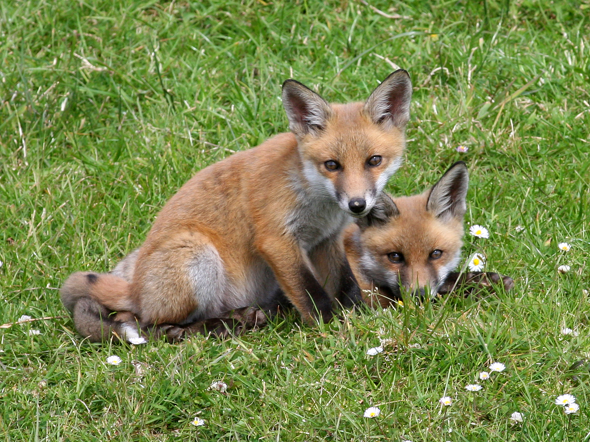 Red Fox (Vulpes vulpes) (4)