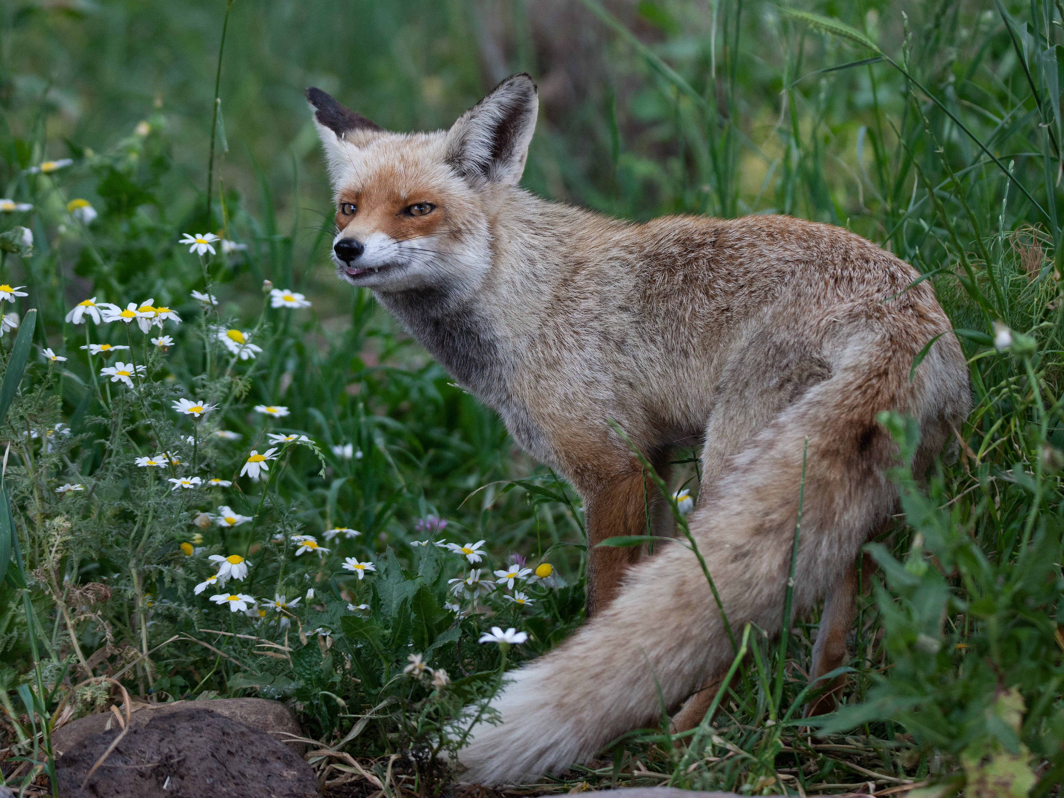 Red fox at Gamla